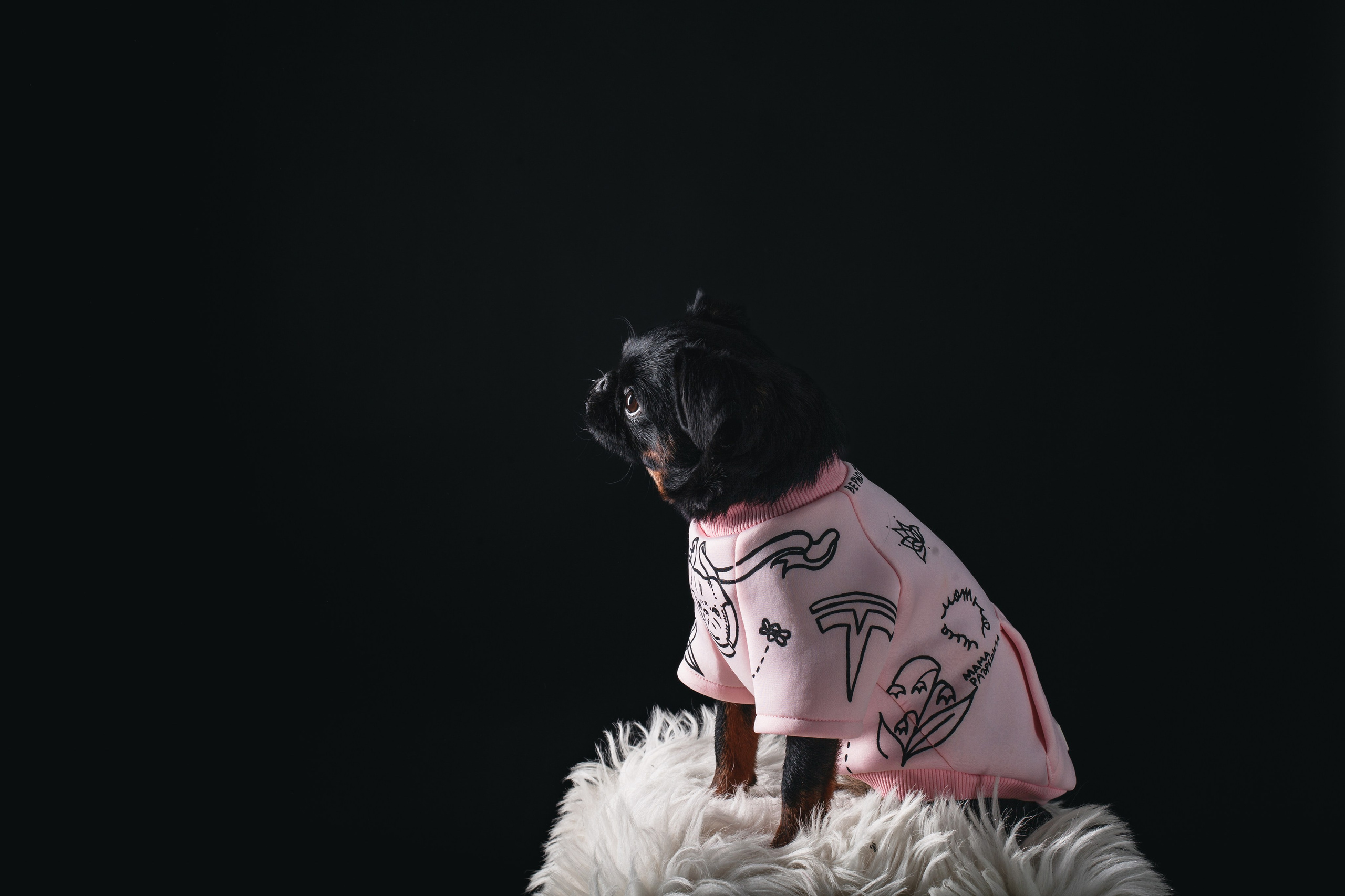 Студийная фотосессия с цветным светом. Фотограф-анималист Татьяна Степанова