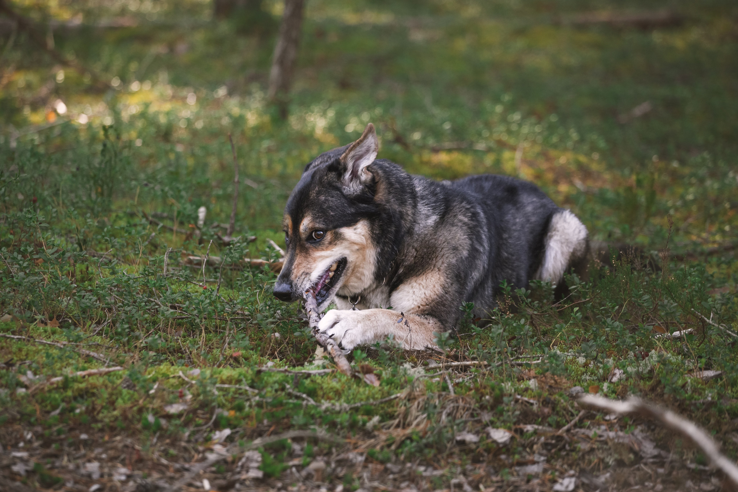Фотопрогулка в Ленобласти. Фотограф-анималист Татьяна Степанова