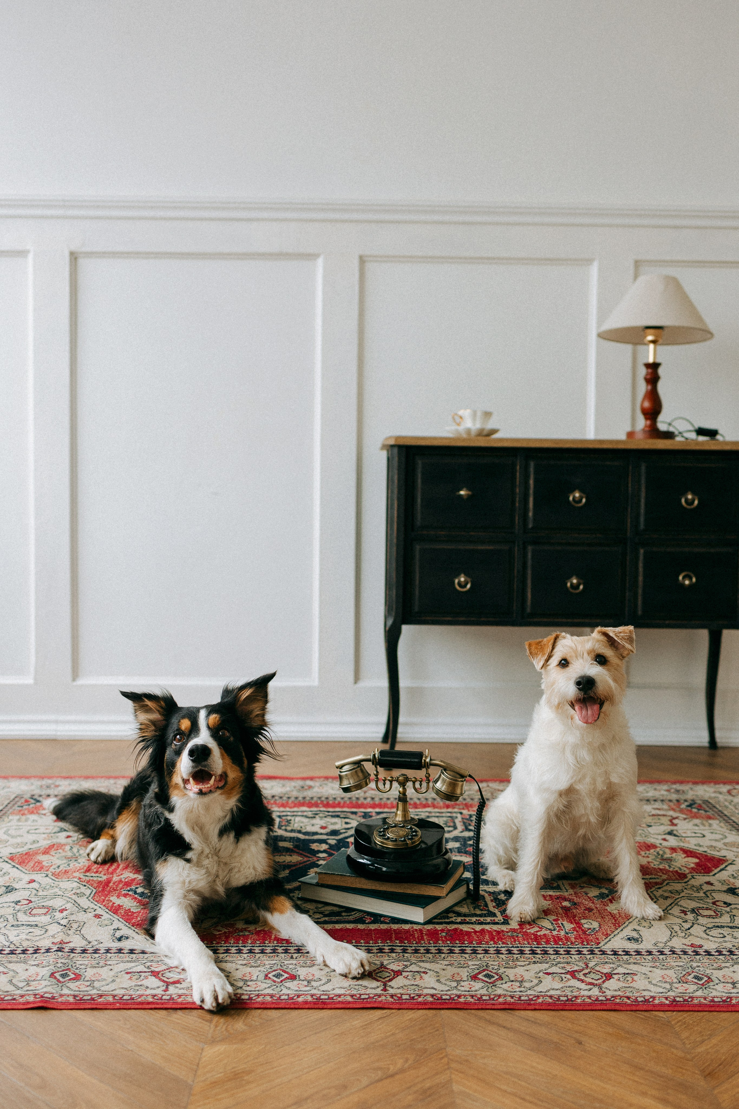 Цунами, Теон и Женя. Фотограф анималист Анастасия Пикей