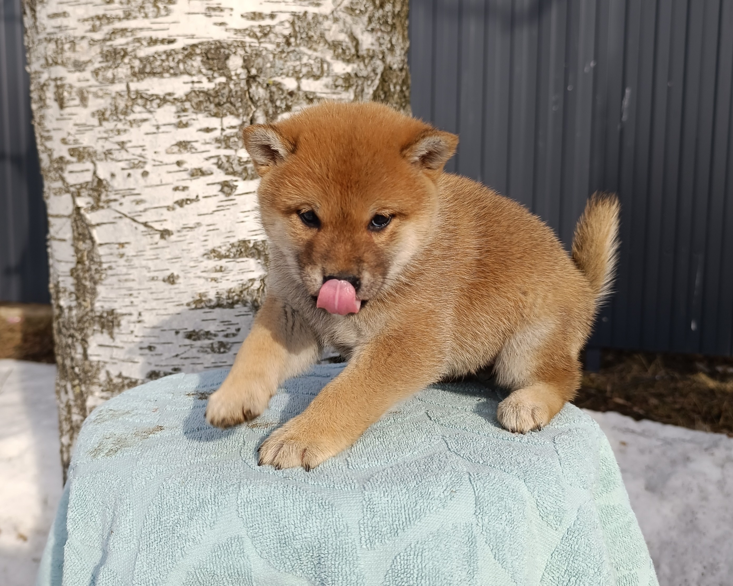 Сиба Rubylight Emma питомник Рубилайт 