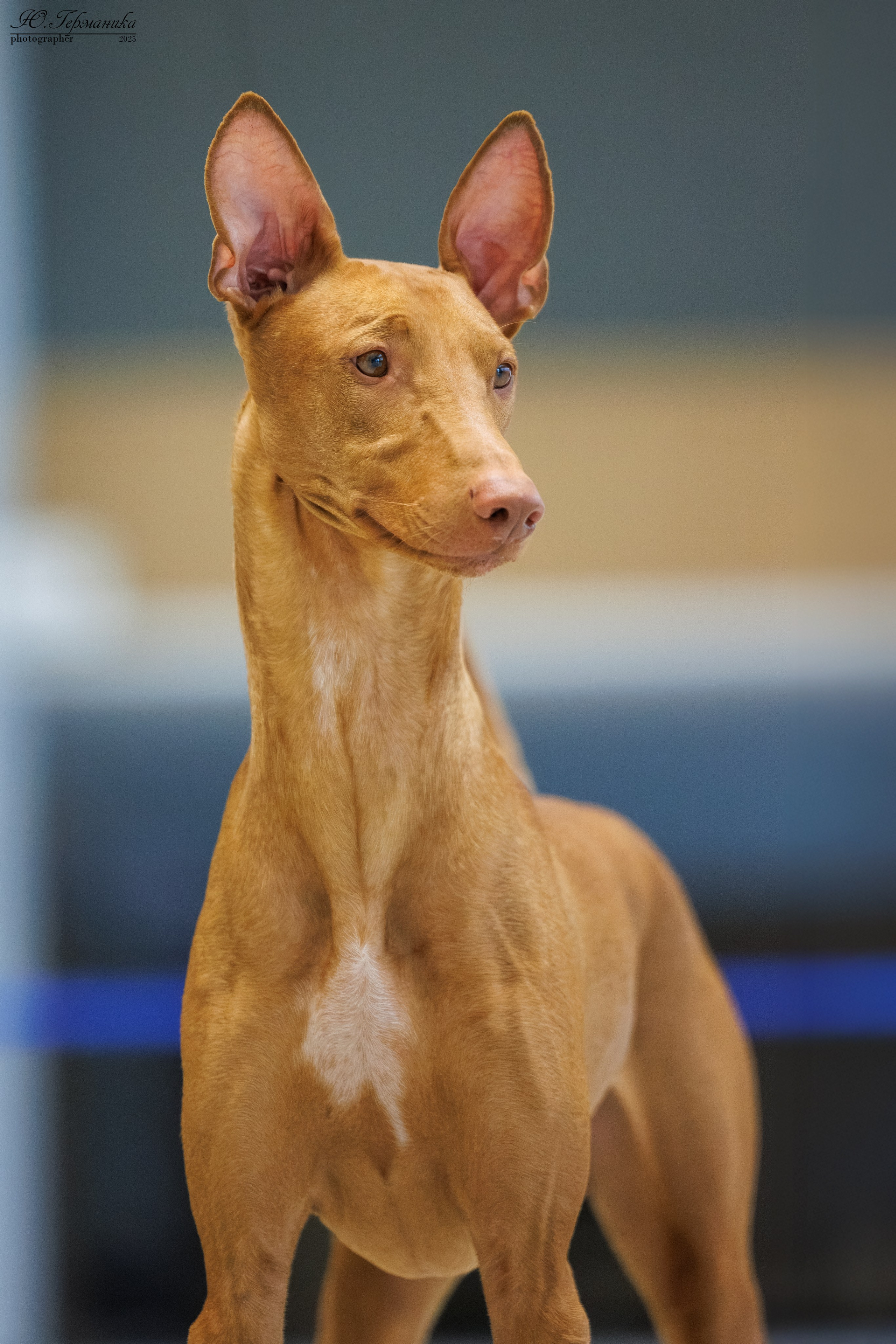 Астана 2хCACIB 3-4.05.2025. Фотограф-анималист Юлия Германика