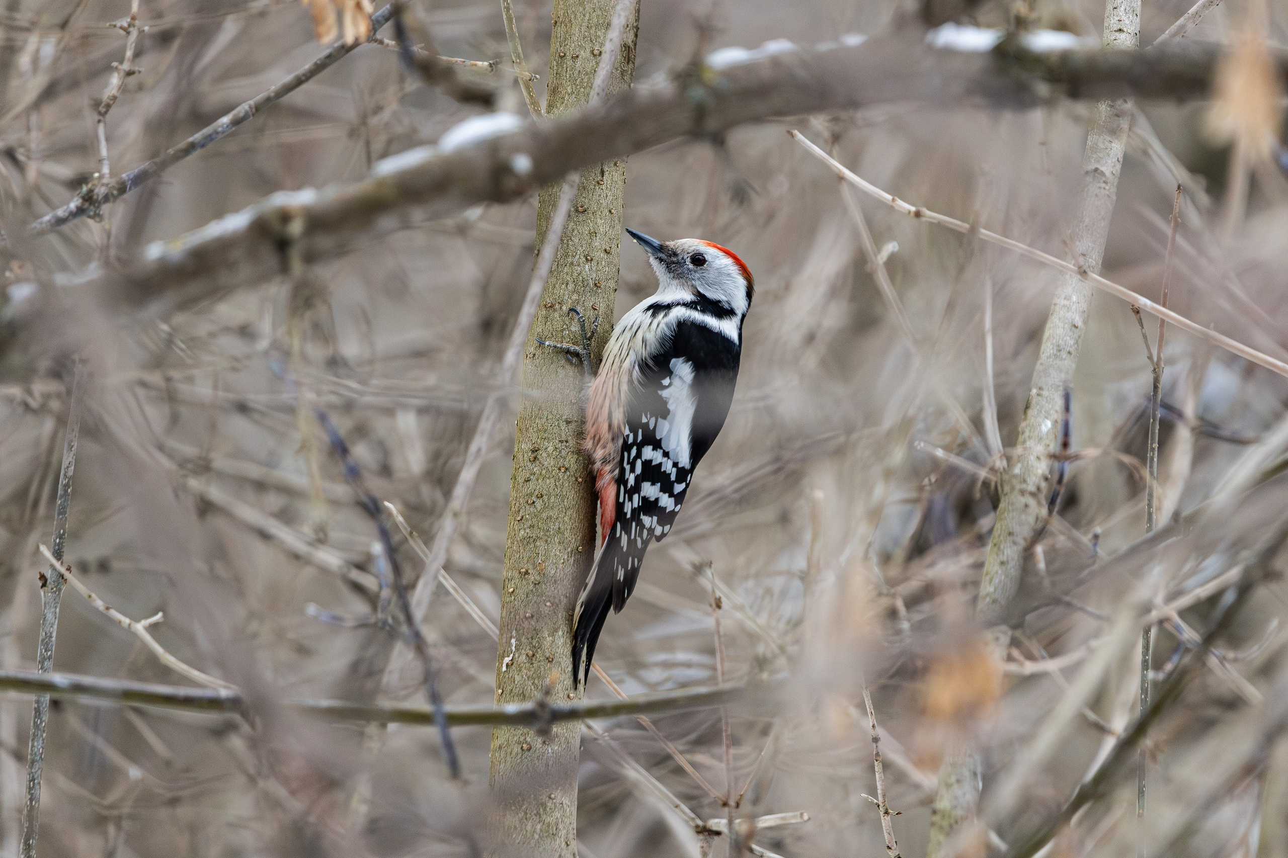 Природа. Фотограф Владимир Охрименко