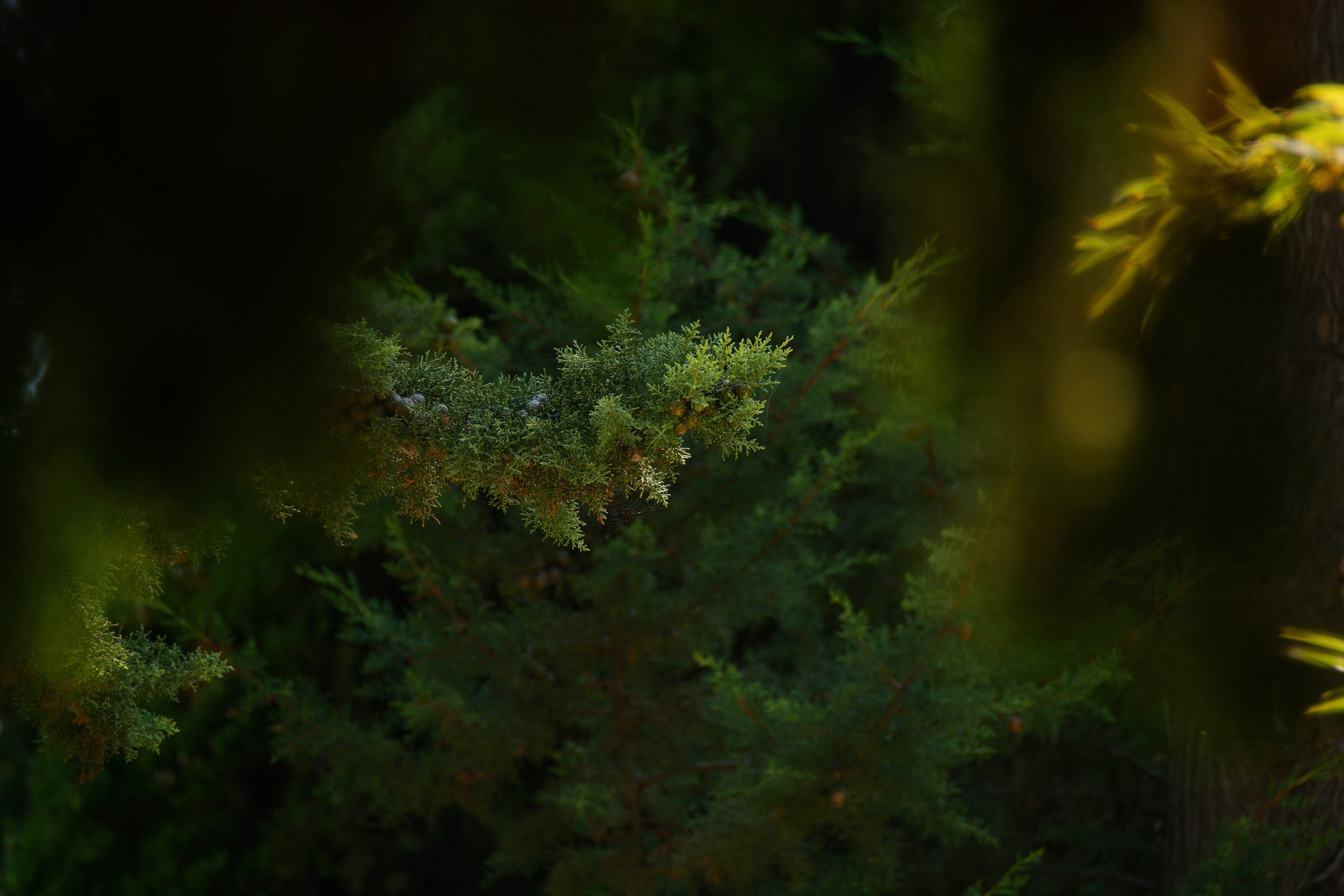 Фотограф Ваших событий 📸