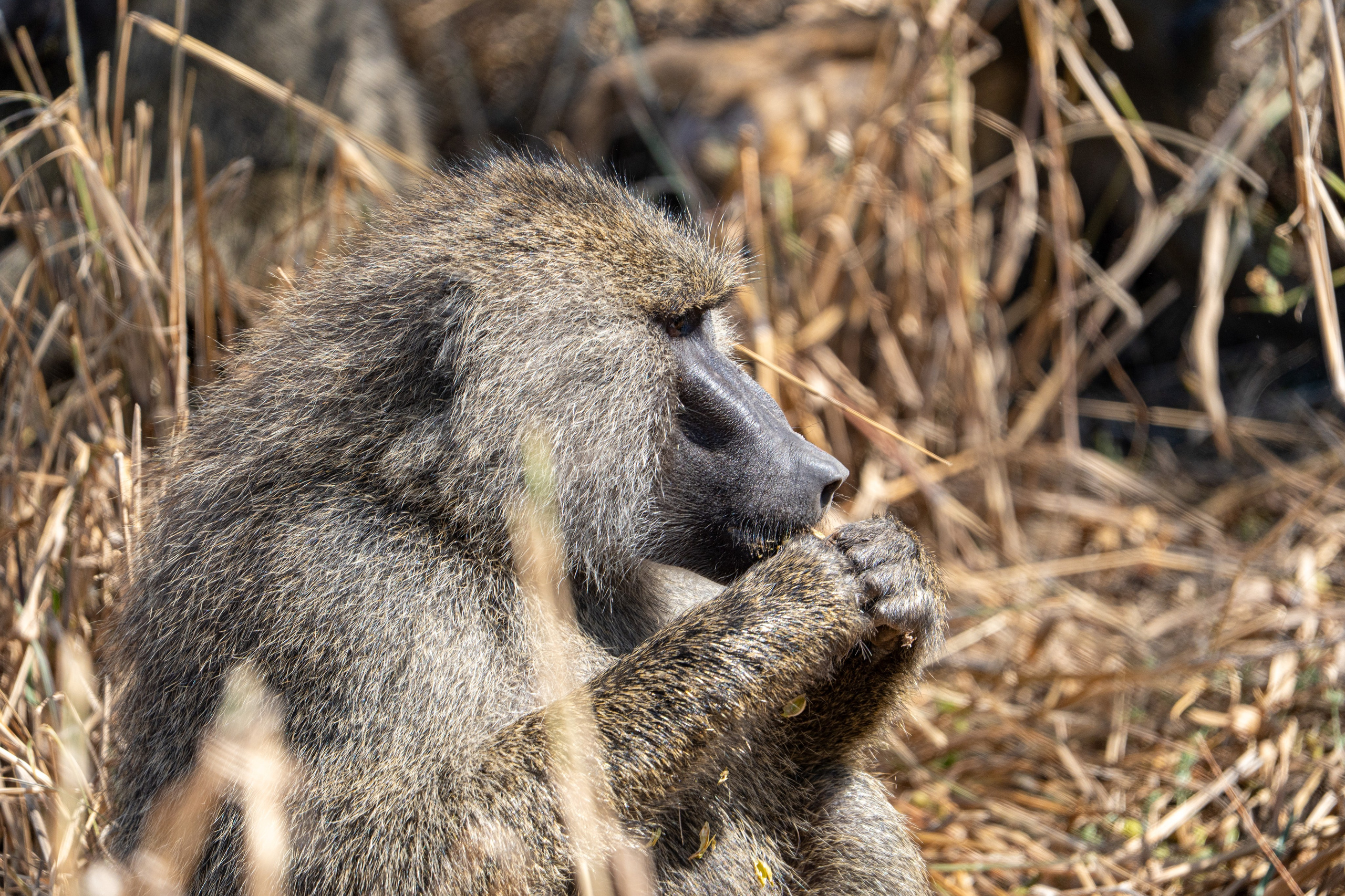 Танзания, сафари, 2025. Творческие сьемки