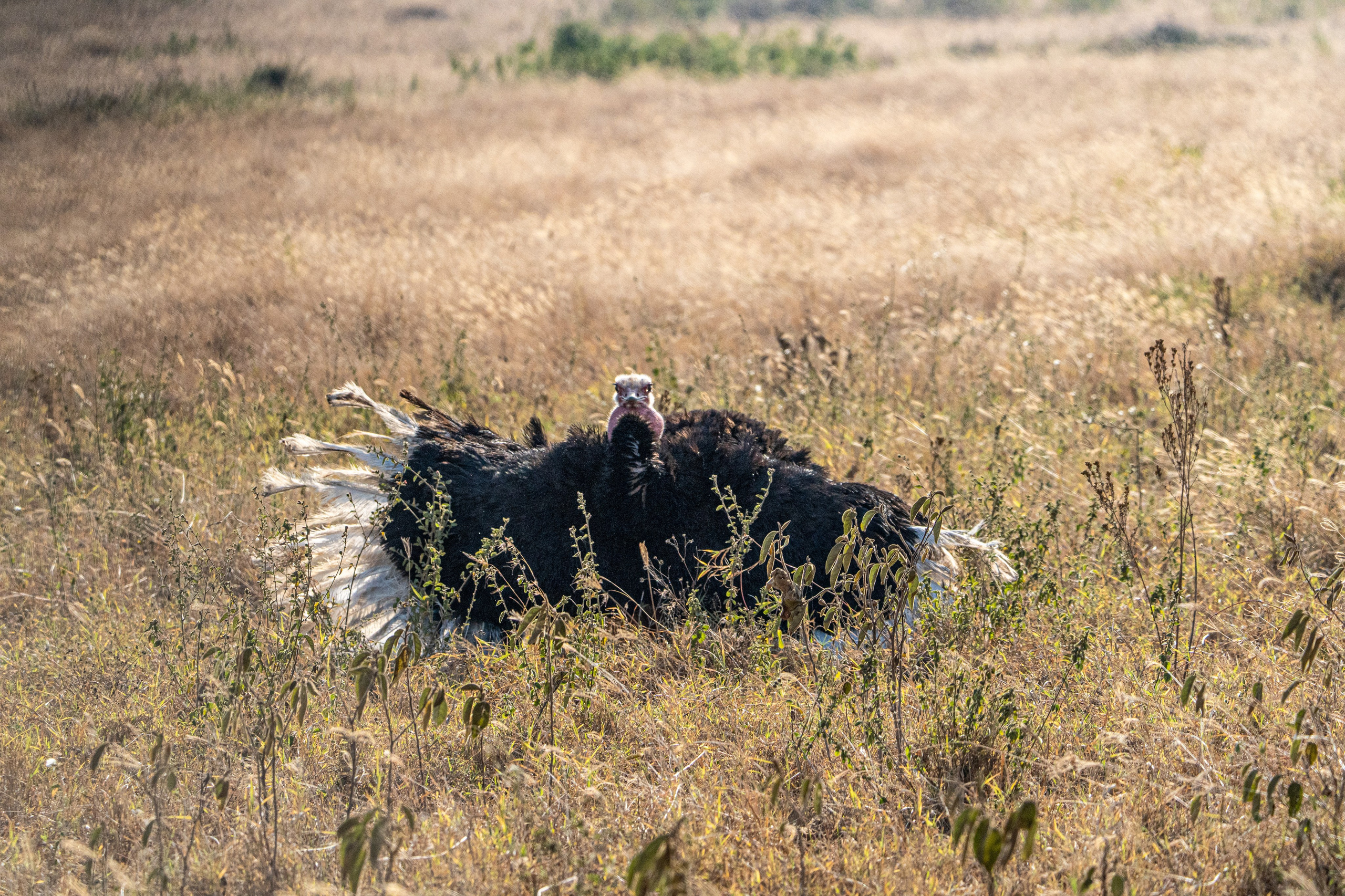 Танзания, сафари, 2025. Творческие сьемки