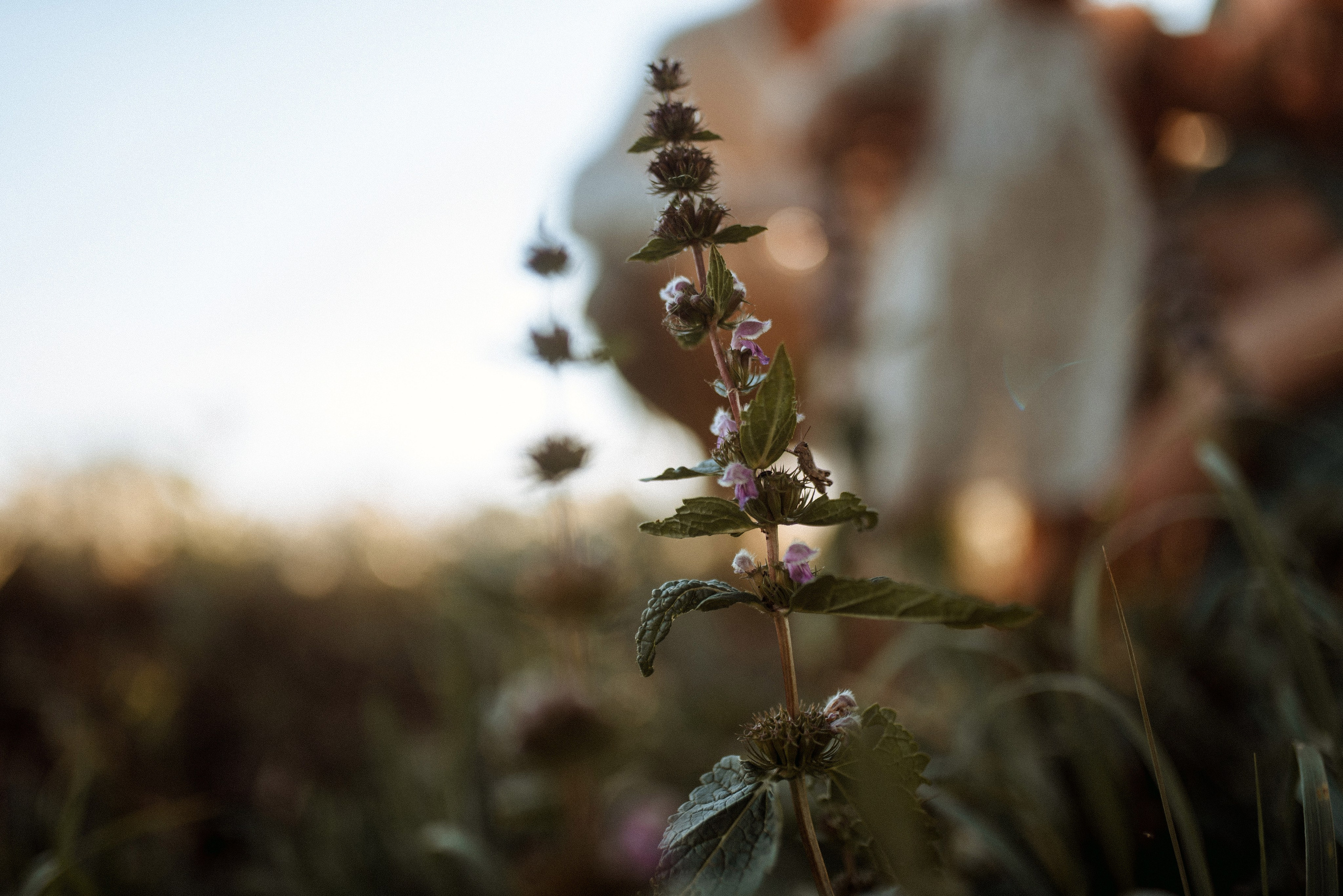 Трое в поле, не считая собаки. Семейный документальный фотограф в Волгограде Мариэта Додина