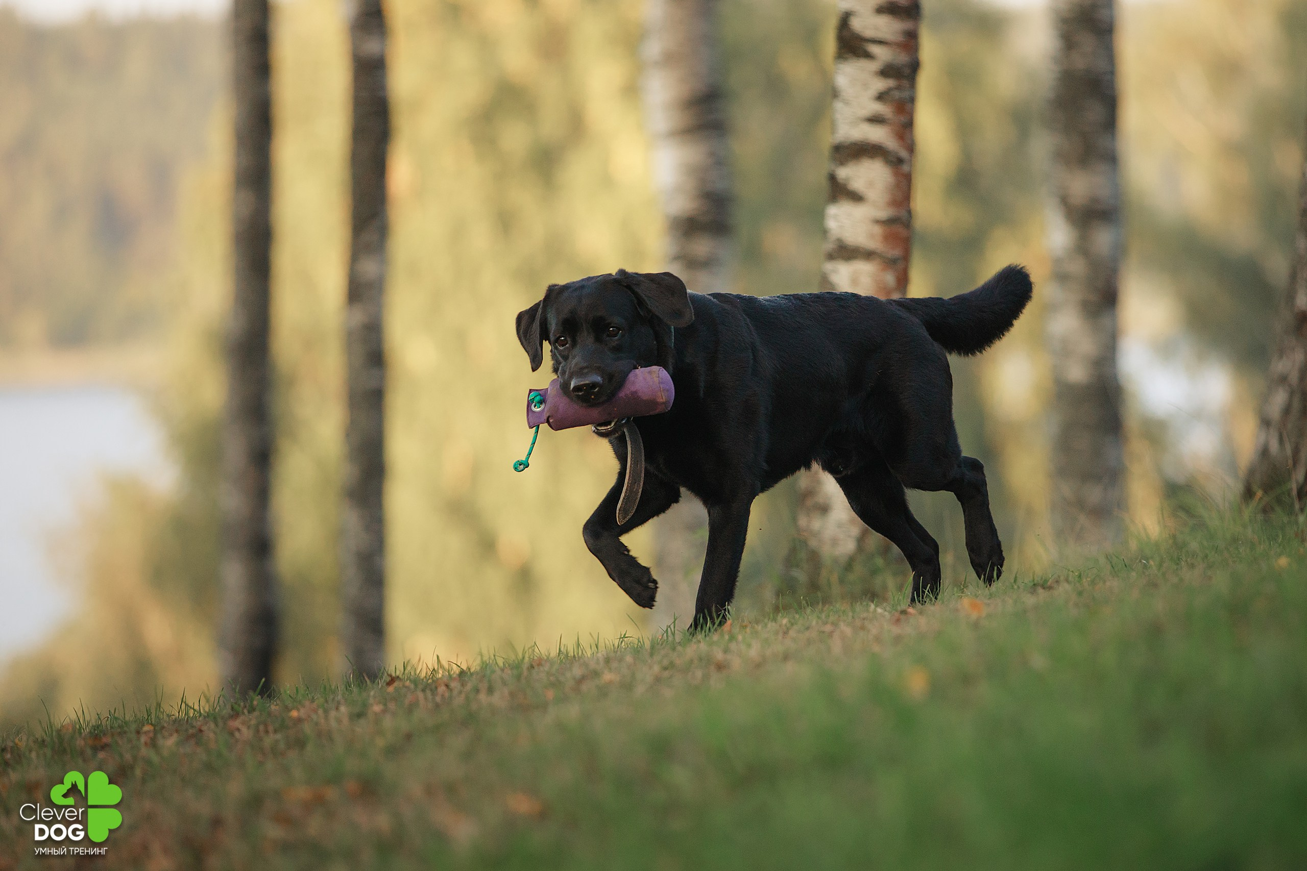 Кинологический лагерь CleverDog, 2024. Фотограф-анималист Mary Mart — Москва, Питер