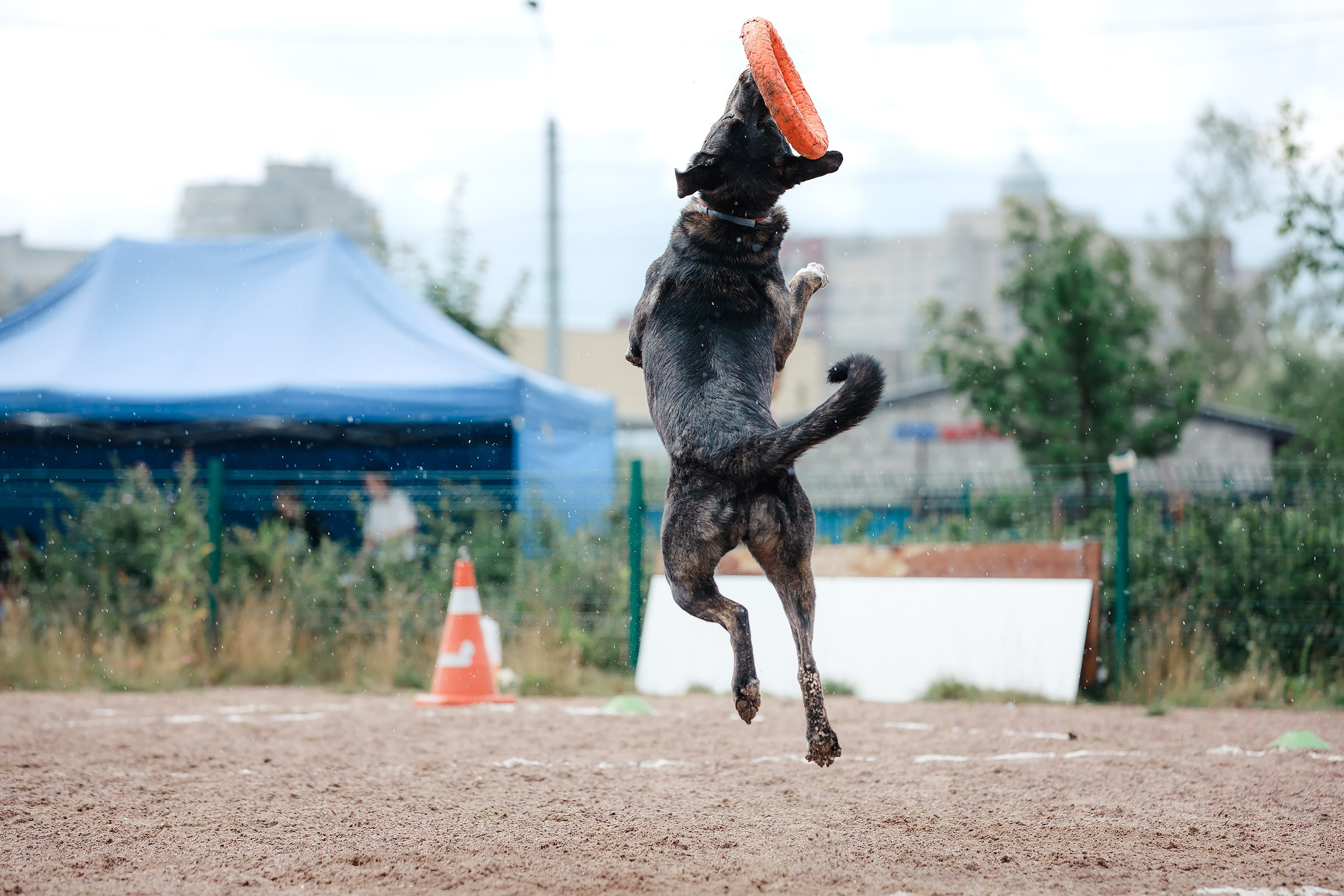 Питч&Гоу + веселые старты. Фотограф-анималист Mary Mart — Москва, Питер