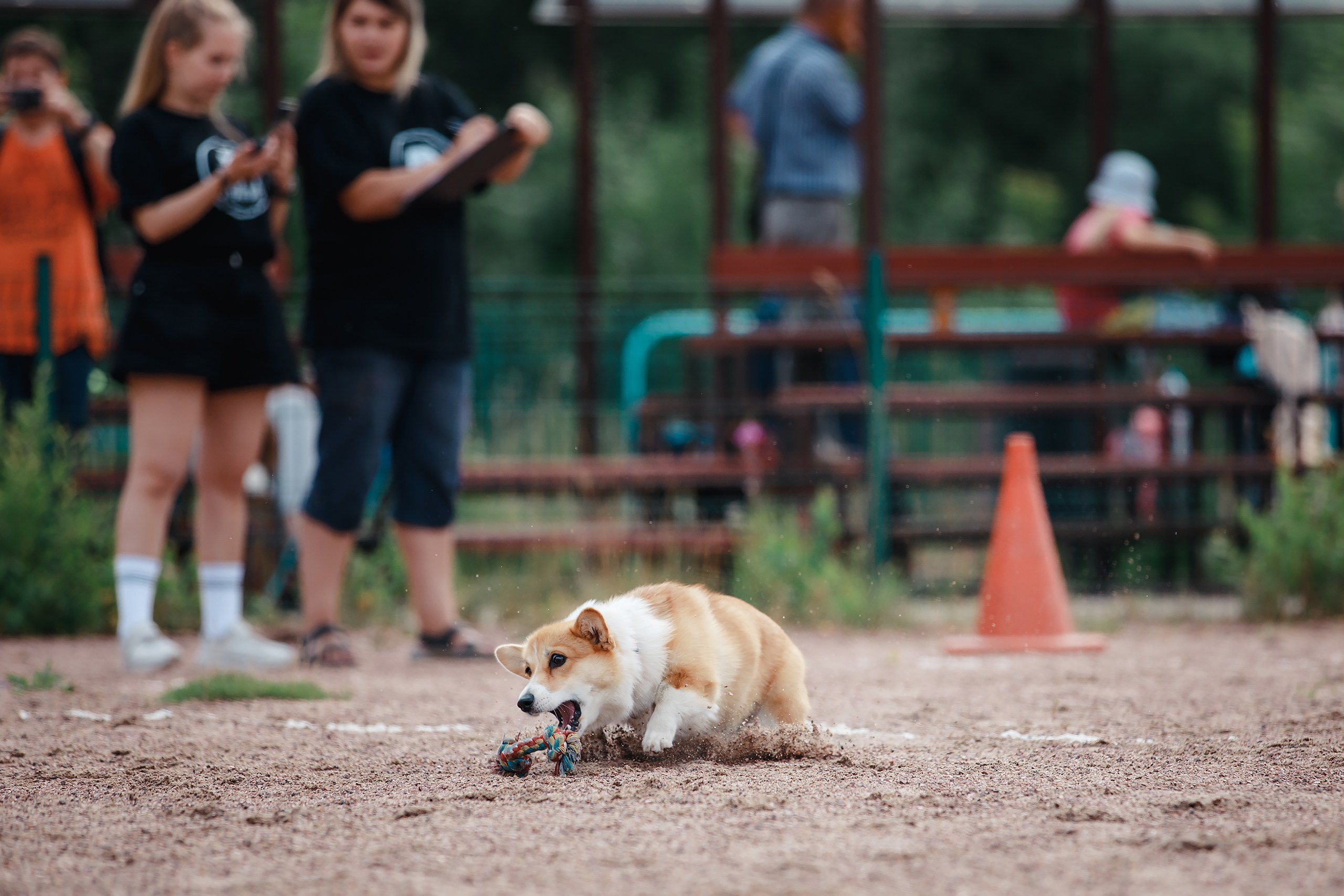 Питч&Гоу + веселые старты. Фотограф-анималист Mary Mart — Москва, Питер