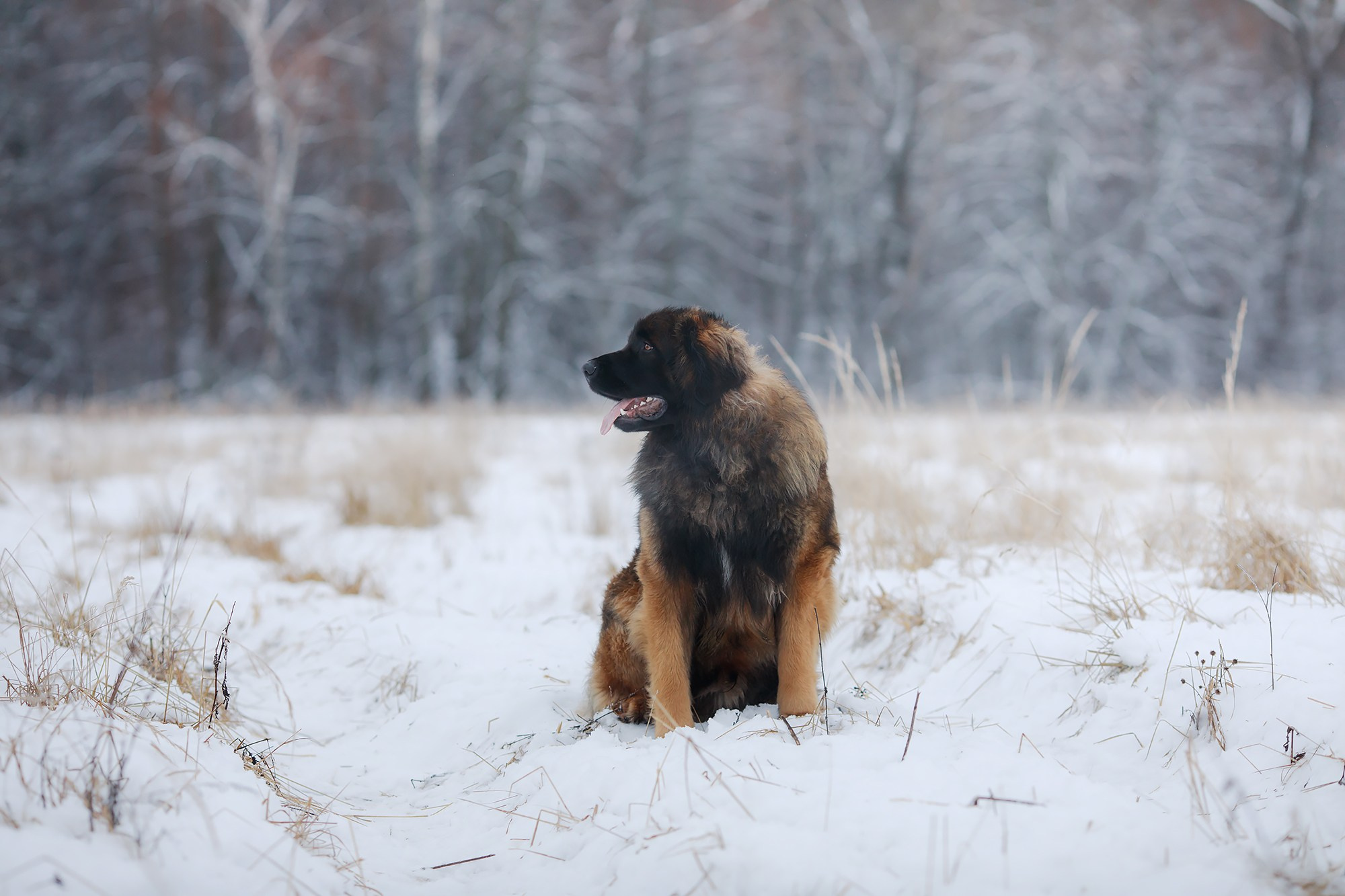 Леоненбергеры. Фотограф-анималист Mary Mart — Москва, Питер