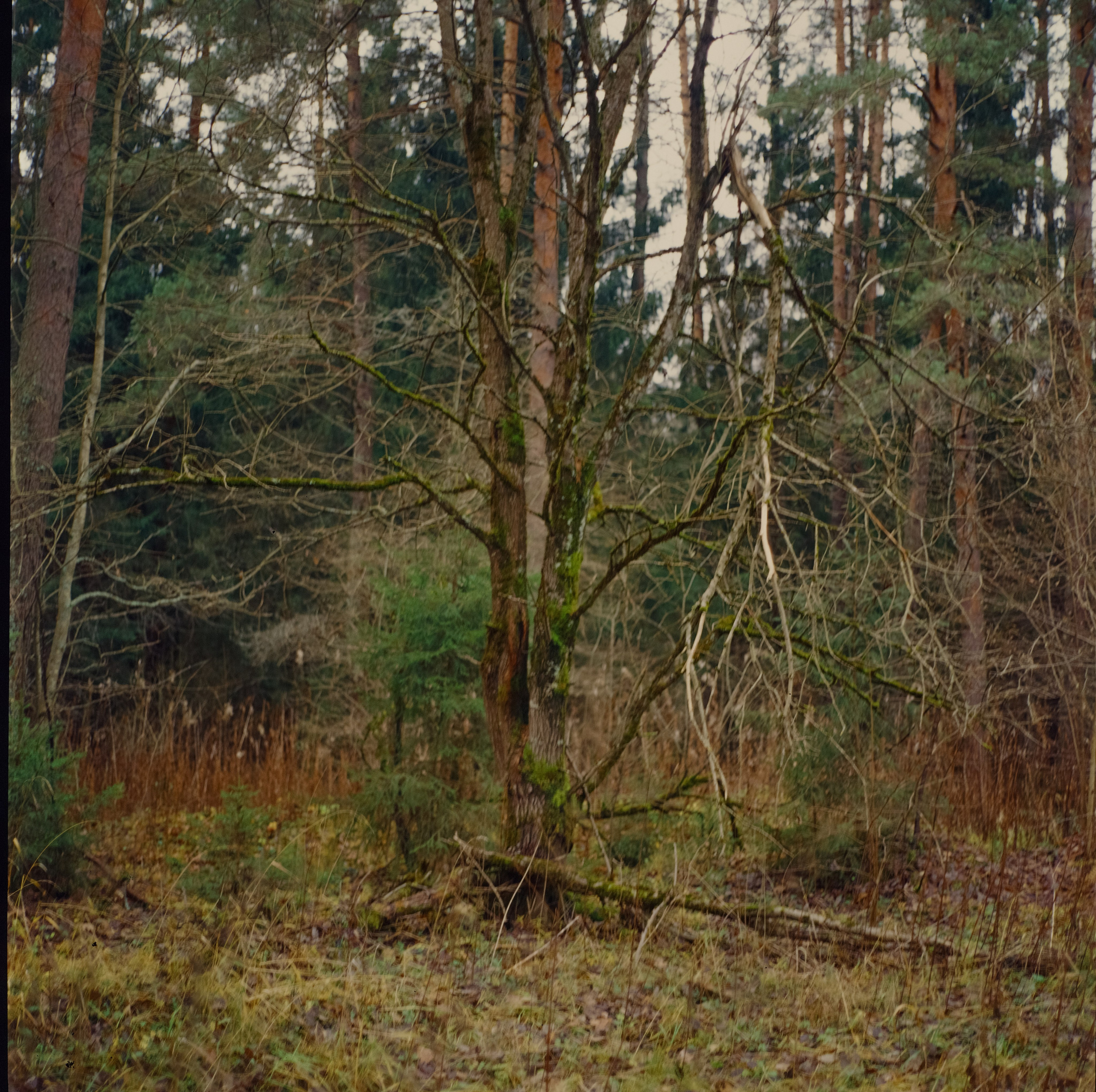 Kowa Six объектив Kowa 85 mm f2.8 пленка Ektachrome E100VS (просрочка