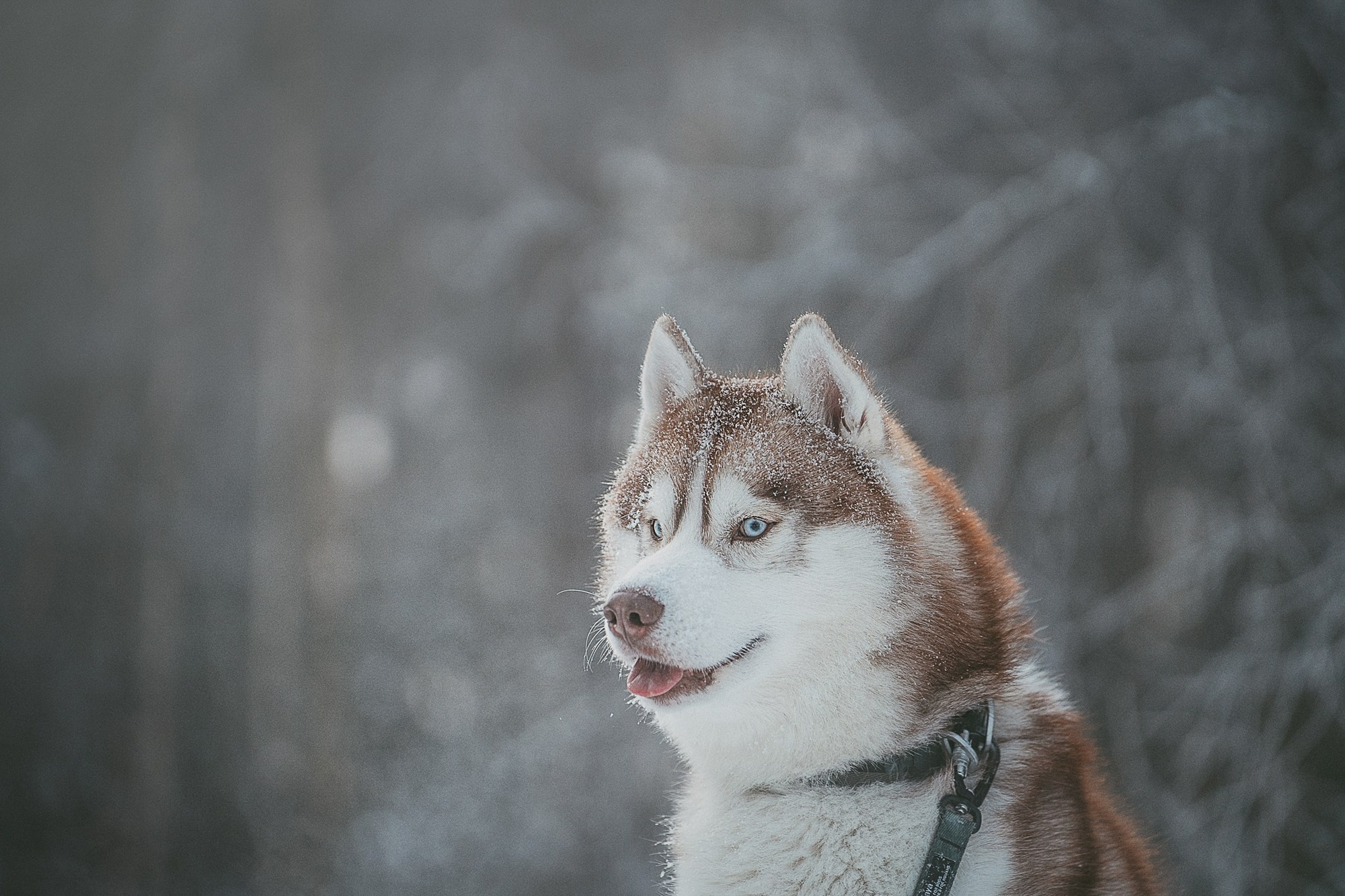 Полина, Уго и Пышка. Фотограф анималист в Москве и Санкт-Петербурге Свиридова Анна