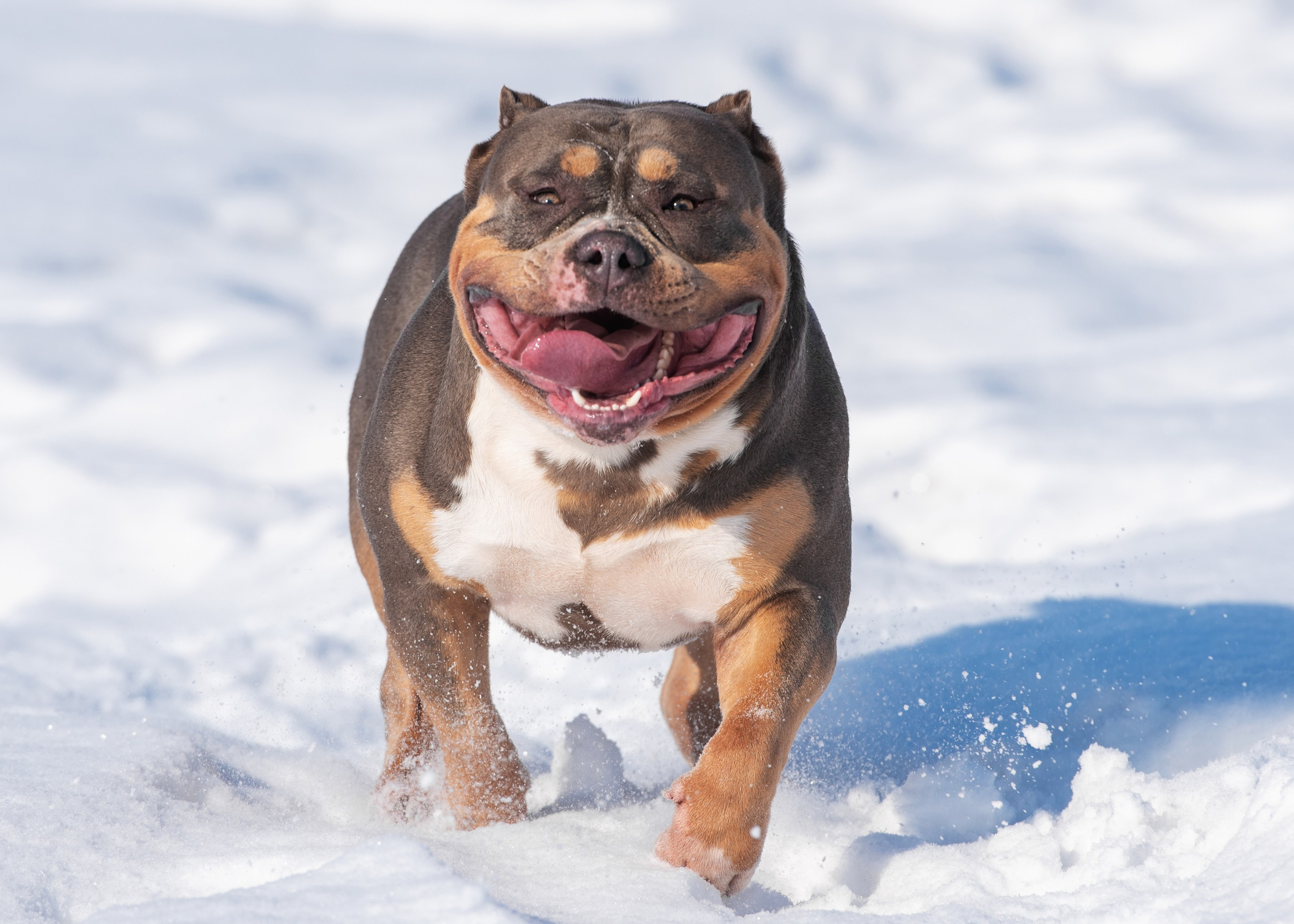 Булли. Дог-фотограф в Тюмени Александра Королева