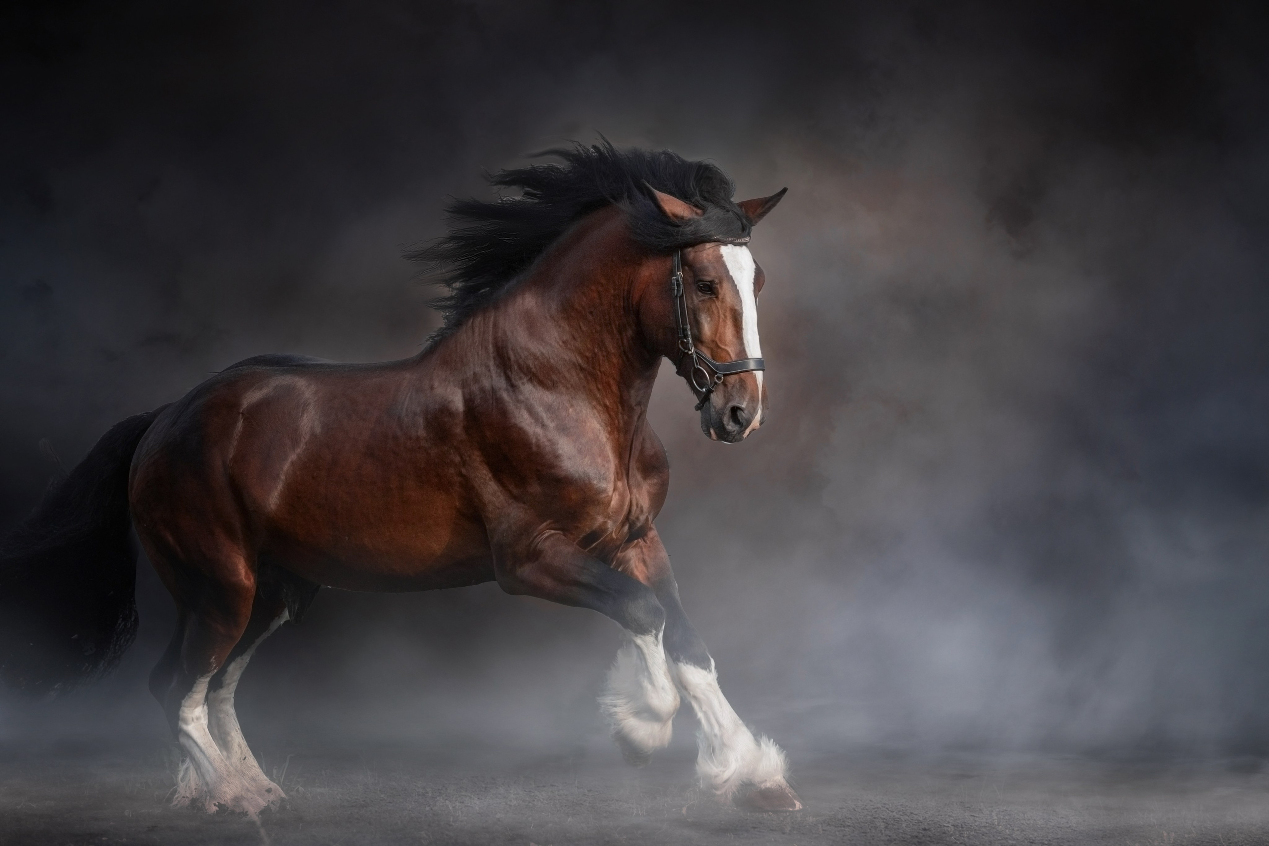 Фотосъёмка лошадей. Семейный и анималист фотограф в Переславле Анастасия Гусева