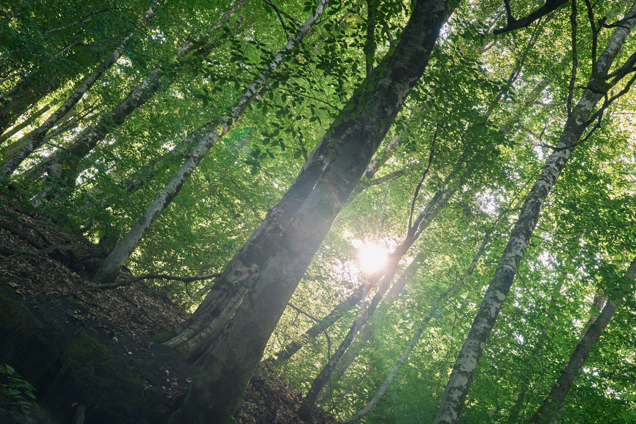 Съемка мероприятия на природе. Индивидуальный фотограф в Сочи Владимир Чудинов