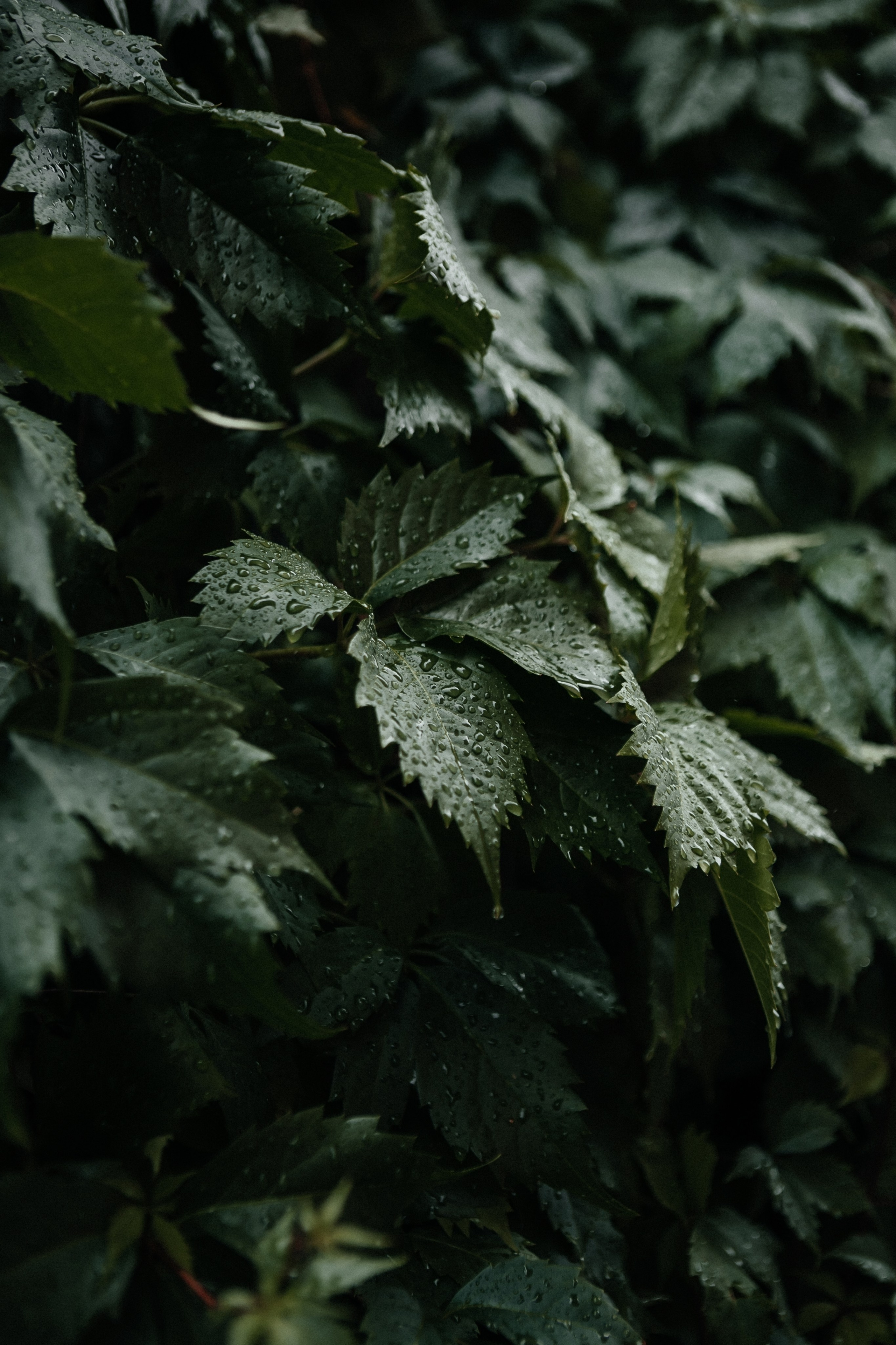 Анонс свадьбы Ильи и Арины. Свадебный и семейный фотограф Елена Иштулкина