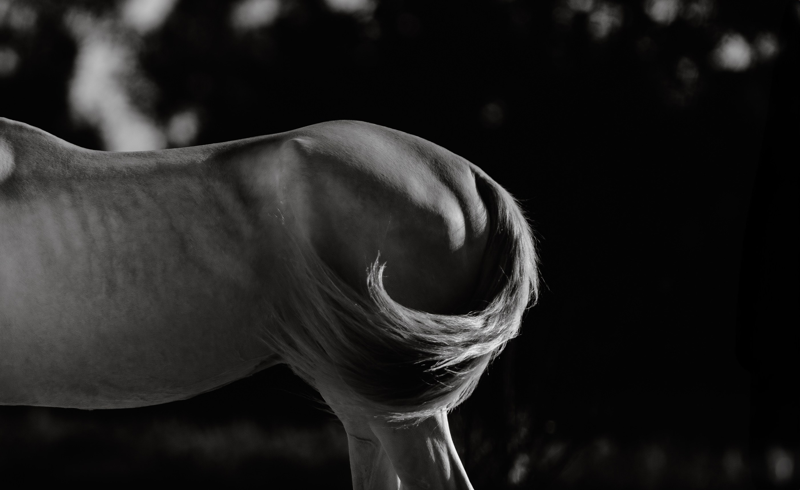 Akhalteke. Фотограф-анималист Ксендзова Кристина