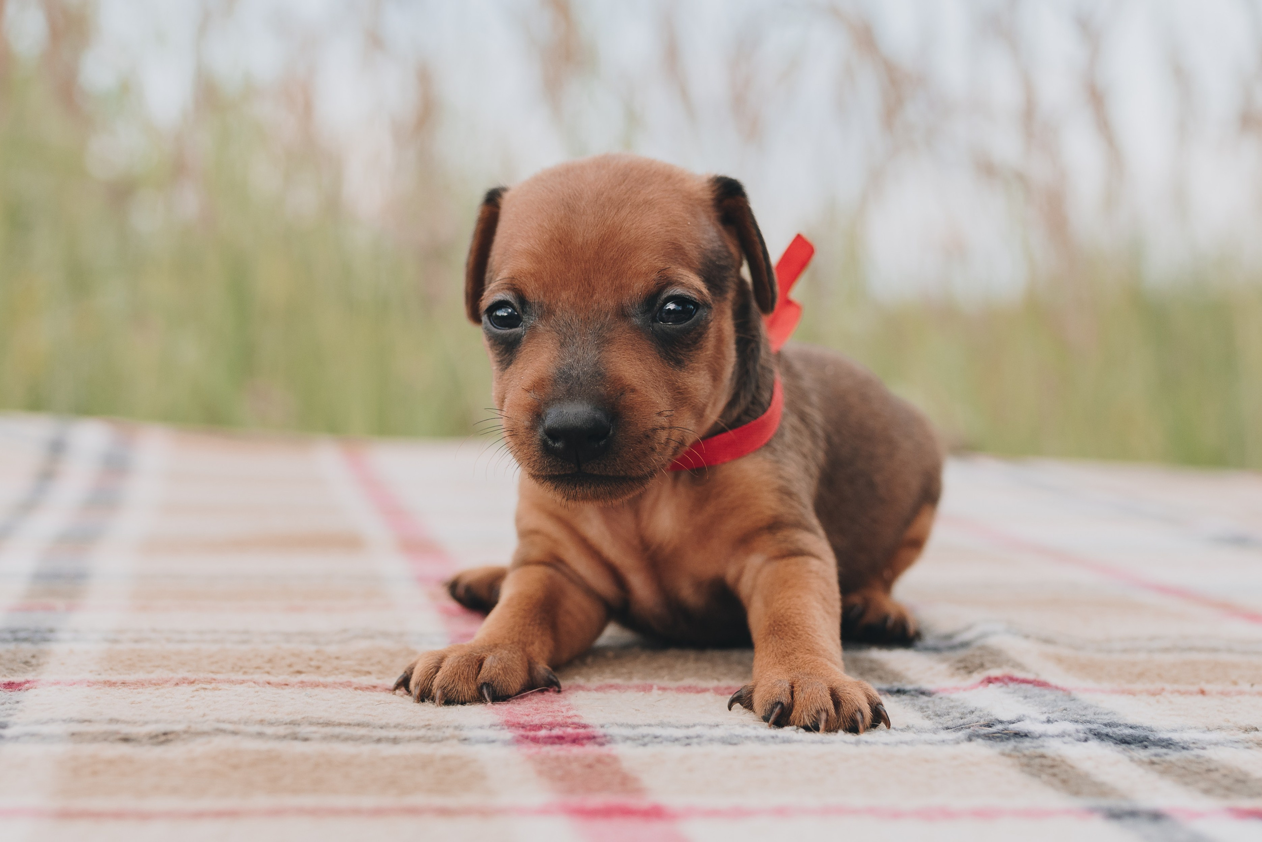 Pinschers. Natalia Finch Photography — Family, Kids & Pet Photographer in Chicago, IL