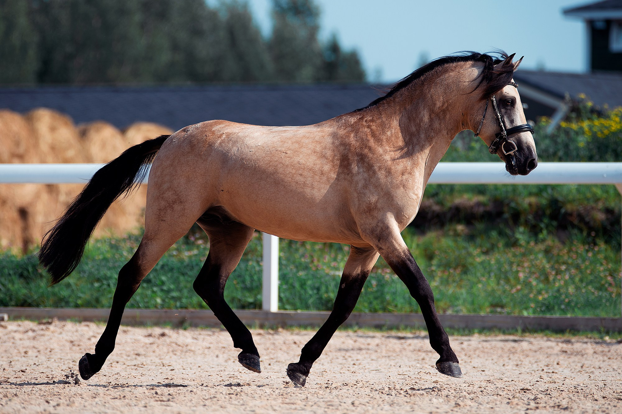 На свободе. Конный фотограф Alesya Safe