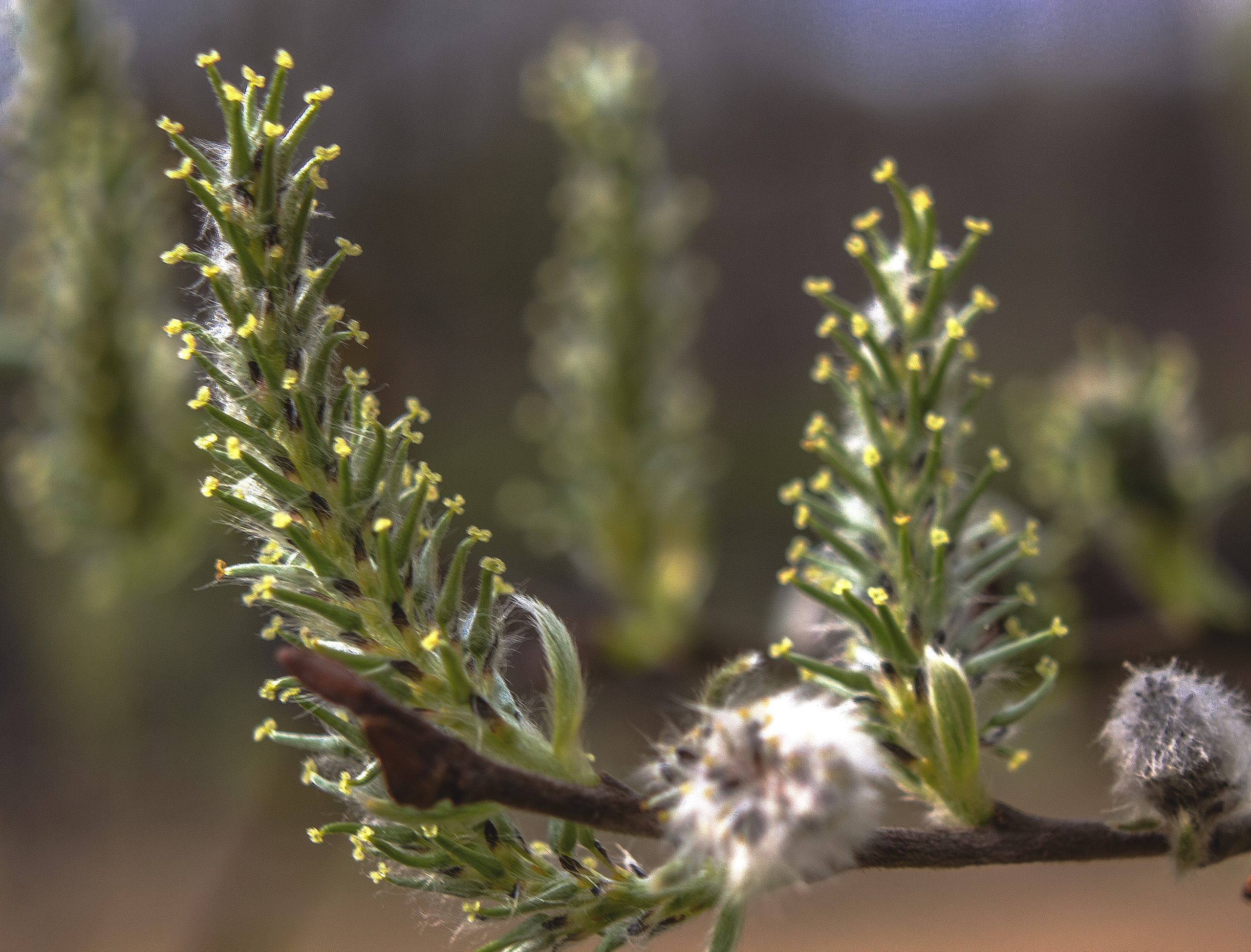 Природное. Обо всём