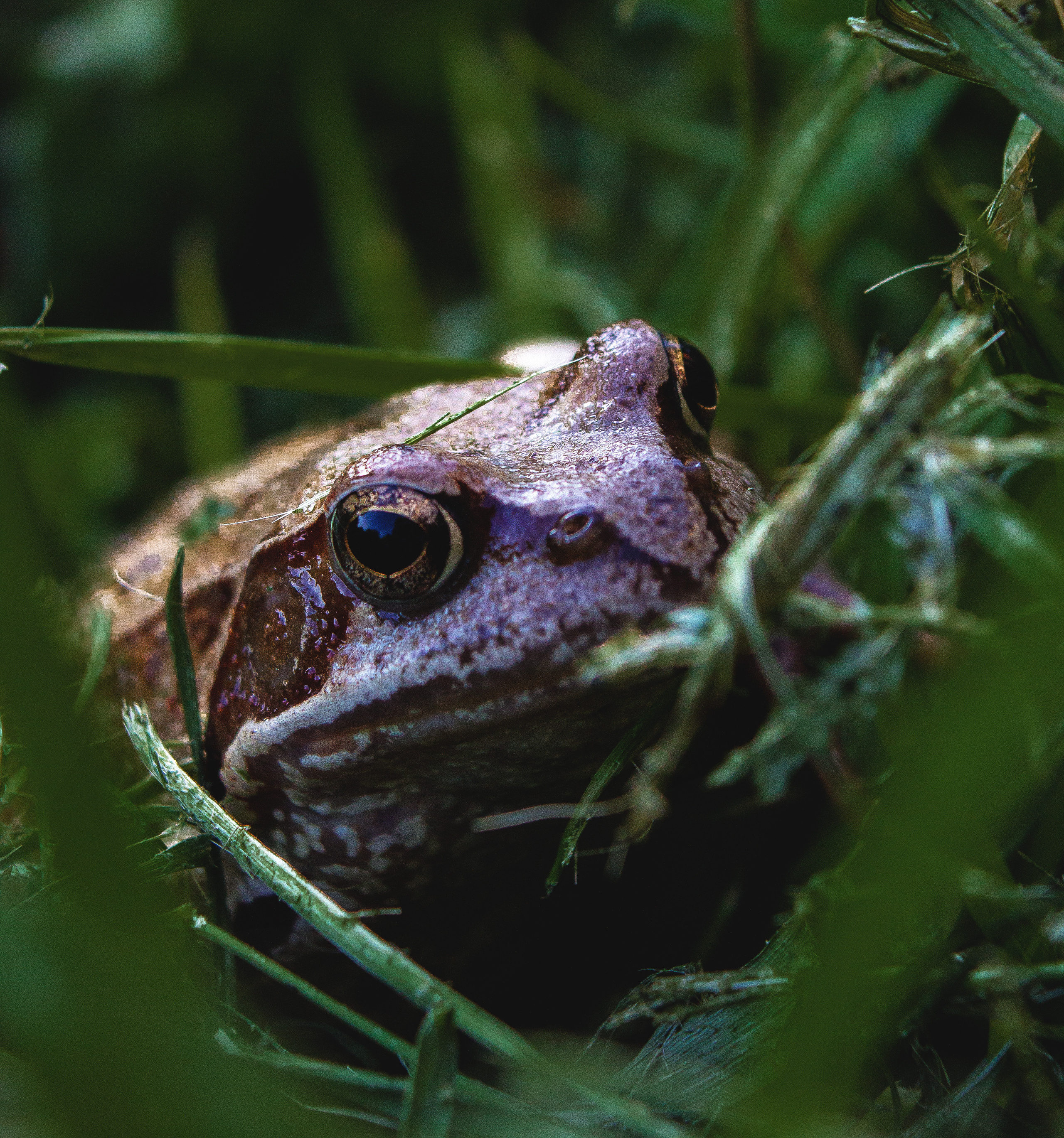 Животные. Обо всём