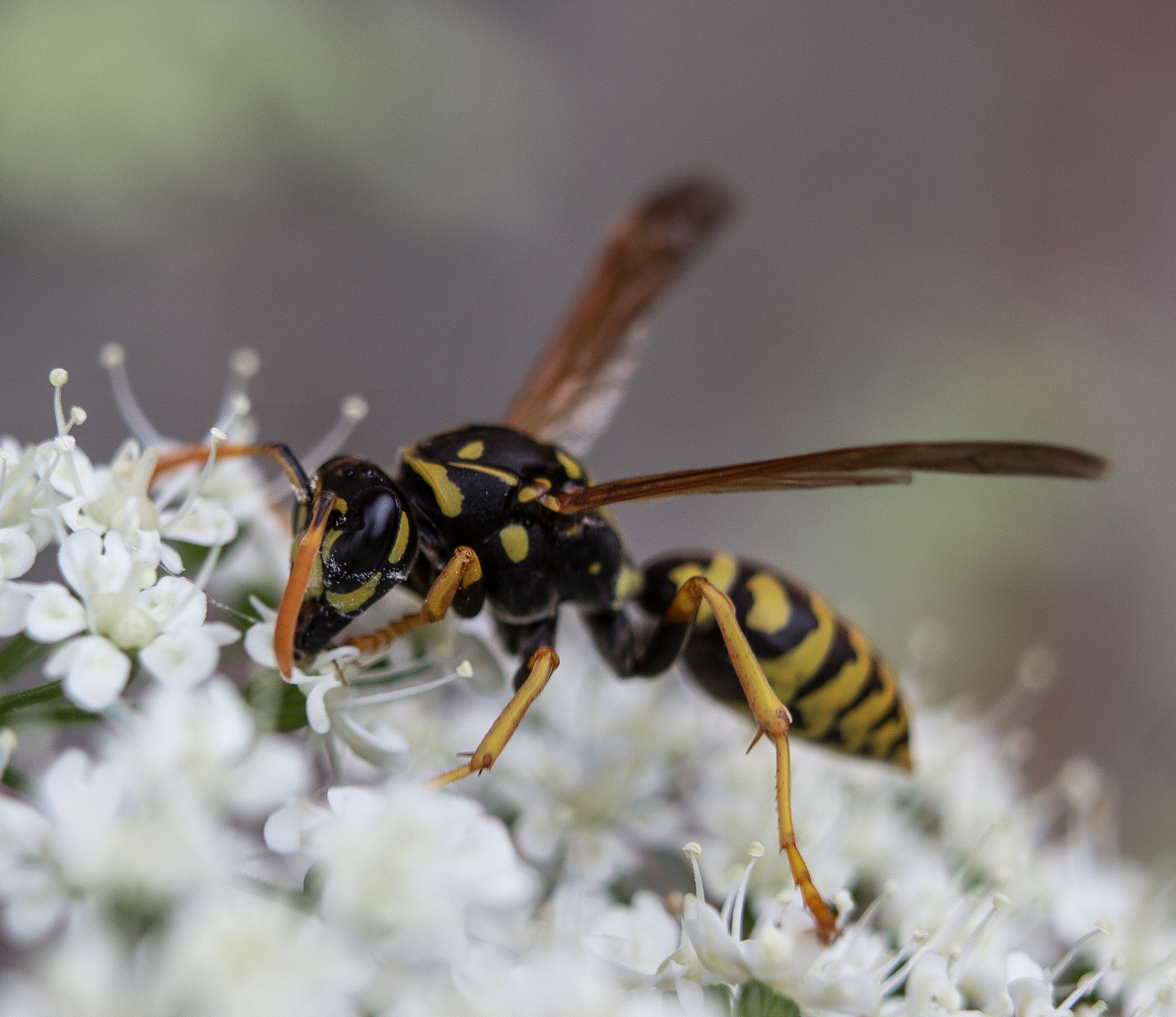 Макро. Обо всём