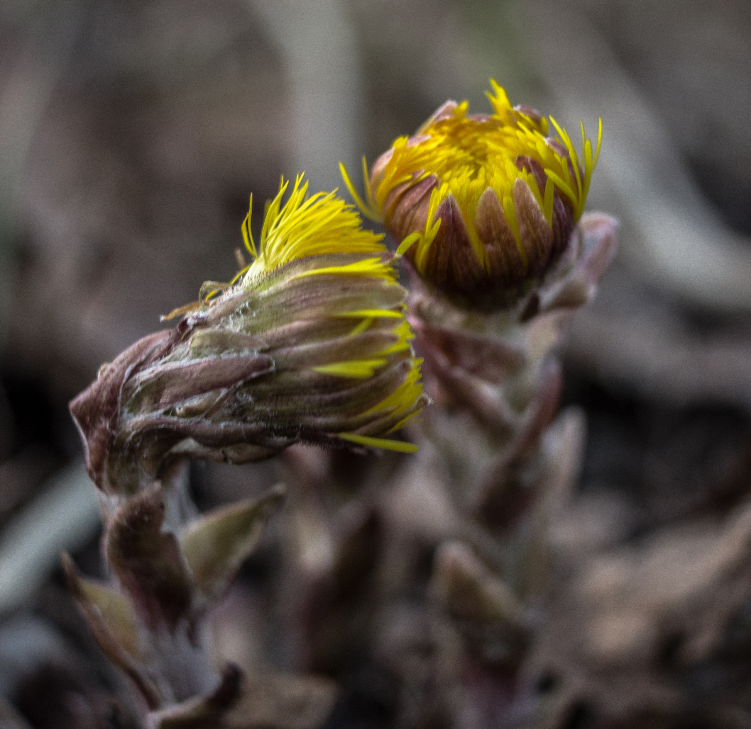 Природное. Обо всём