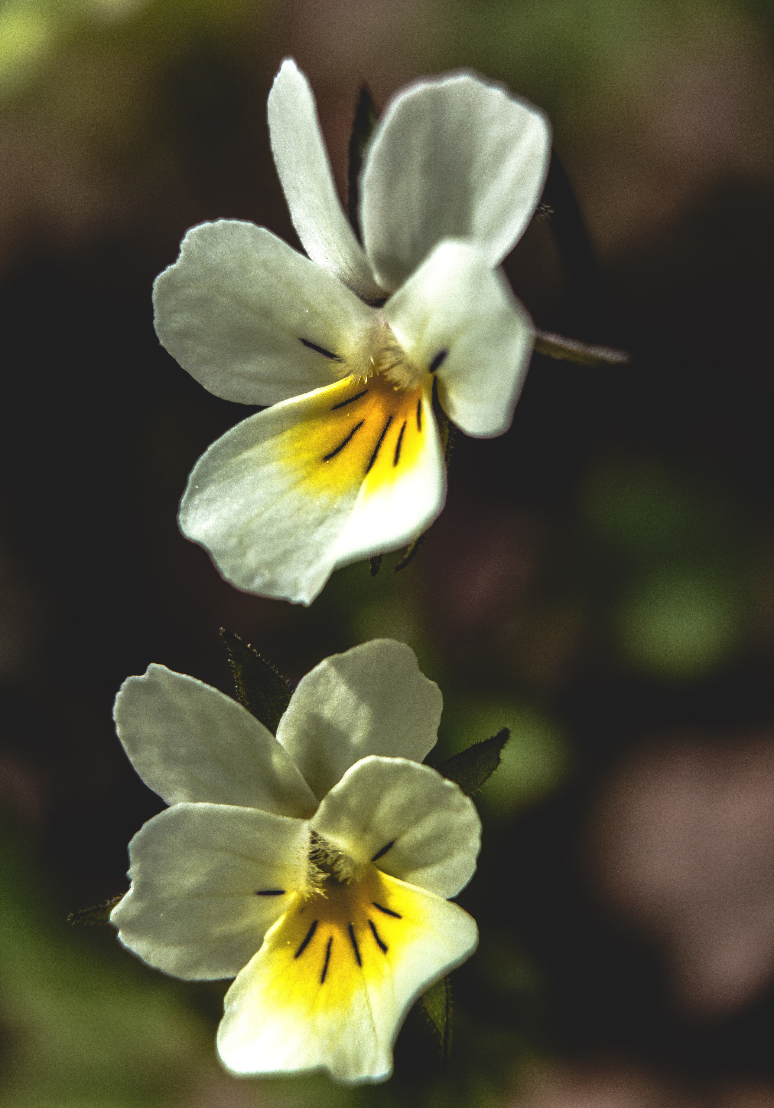 Природное. Обо всём