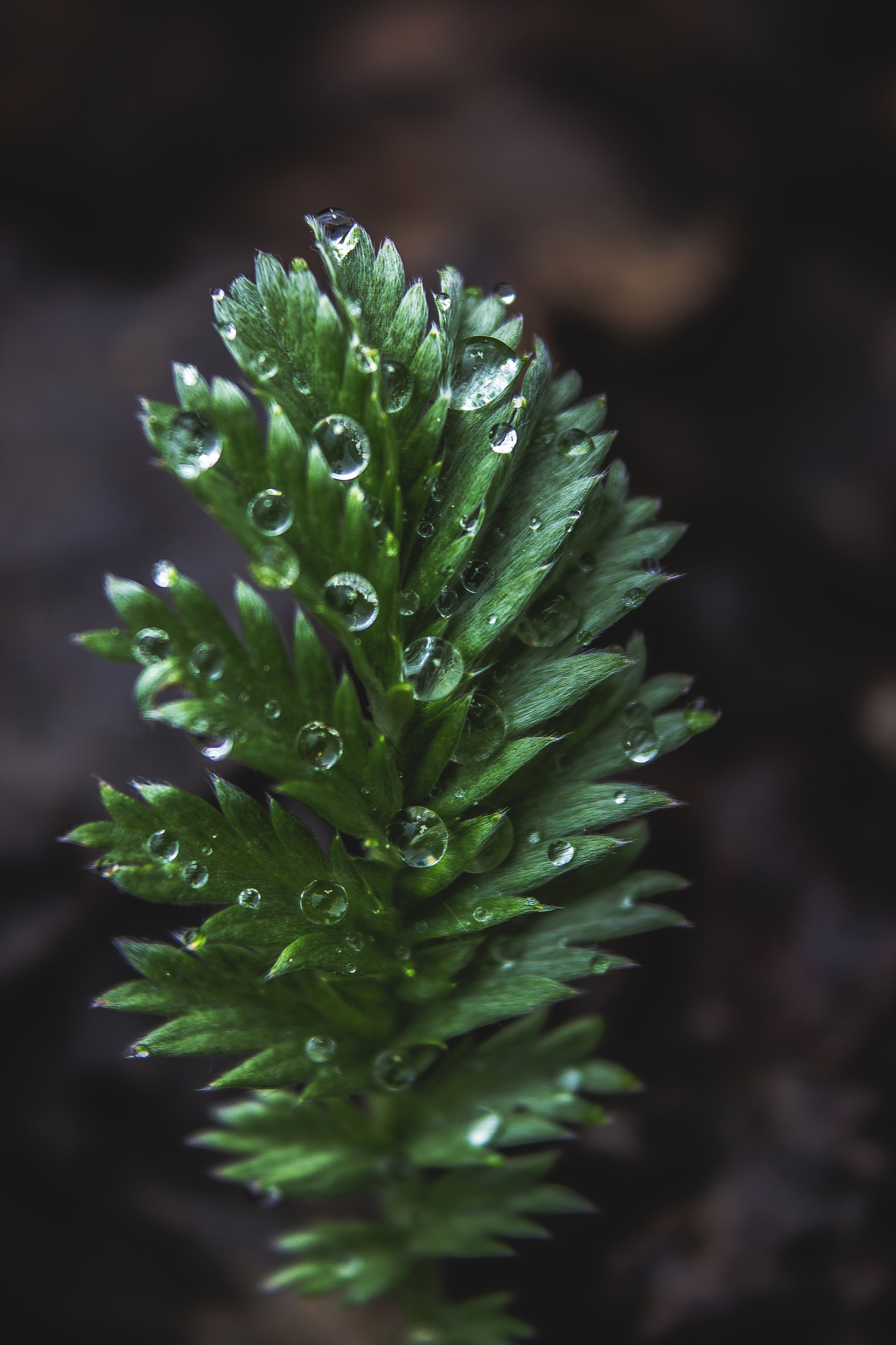 Природное. Обо всём