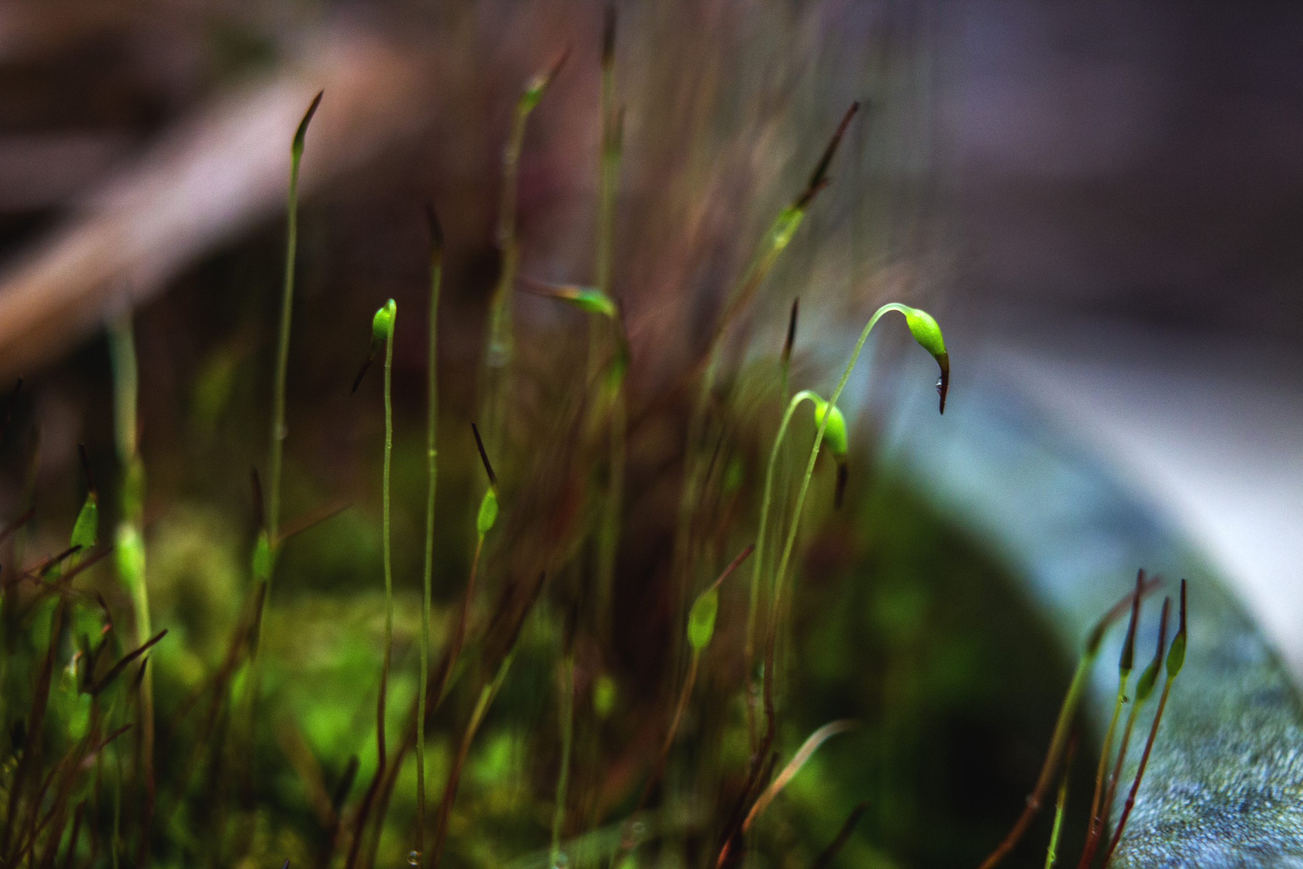 Природное. Обо всём