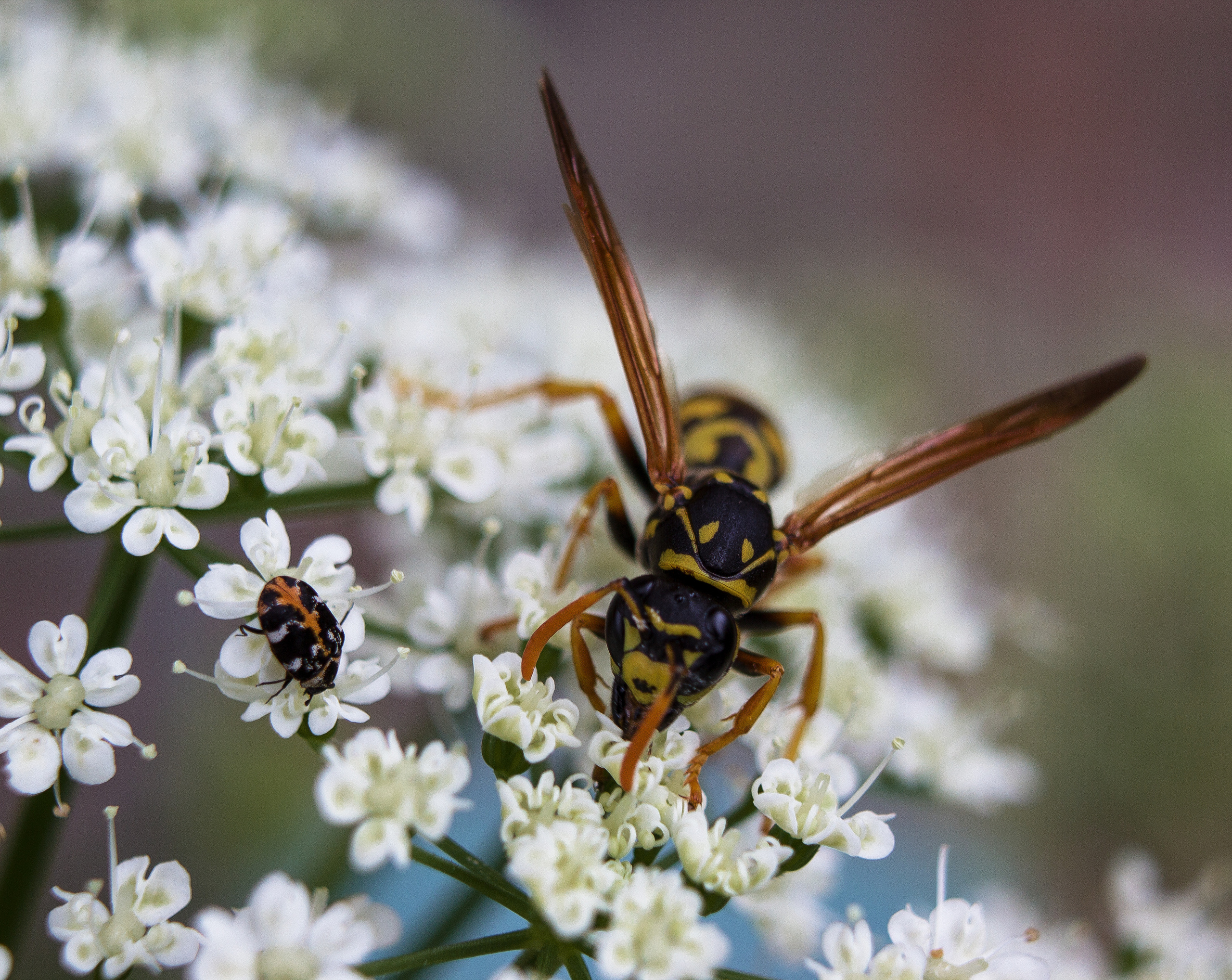 Макро. Обо всём