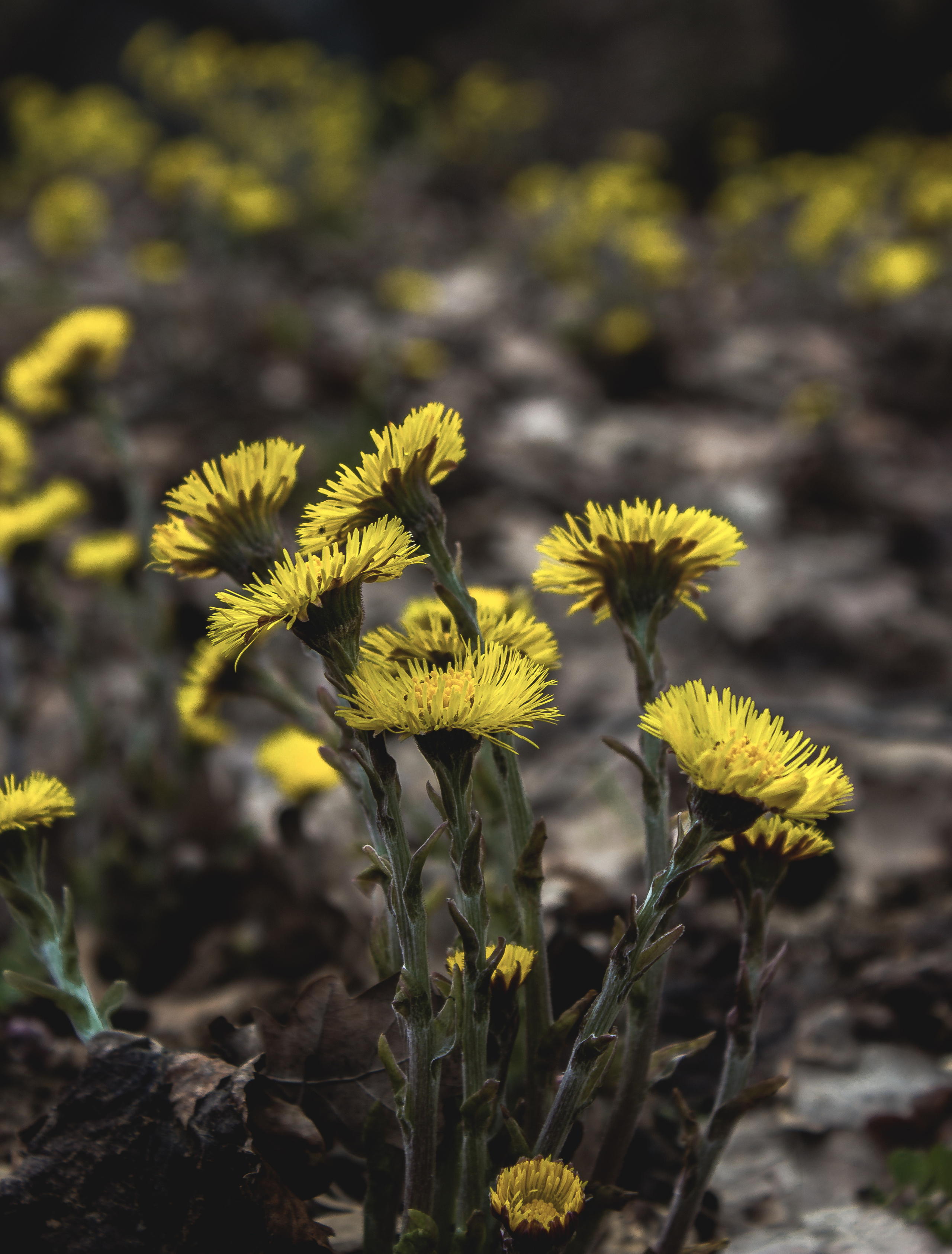 Природное. Обо всём