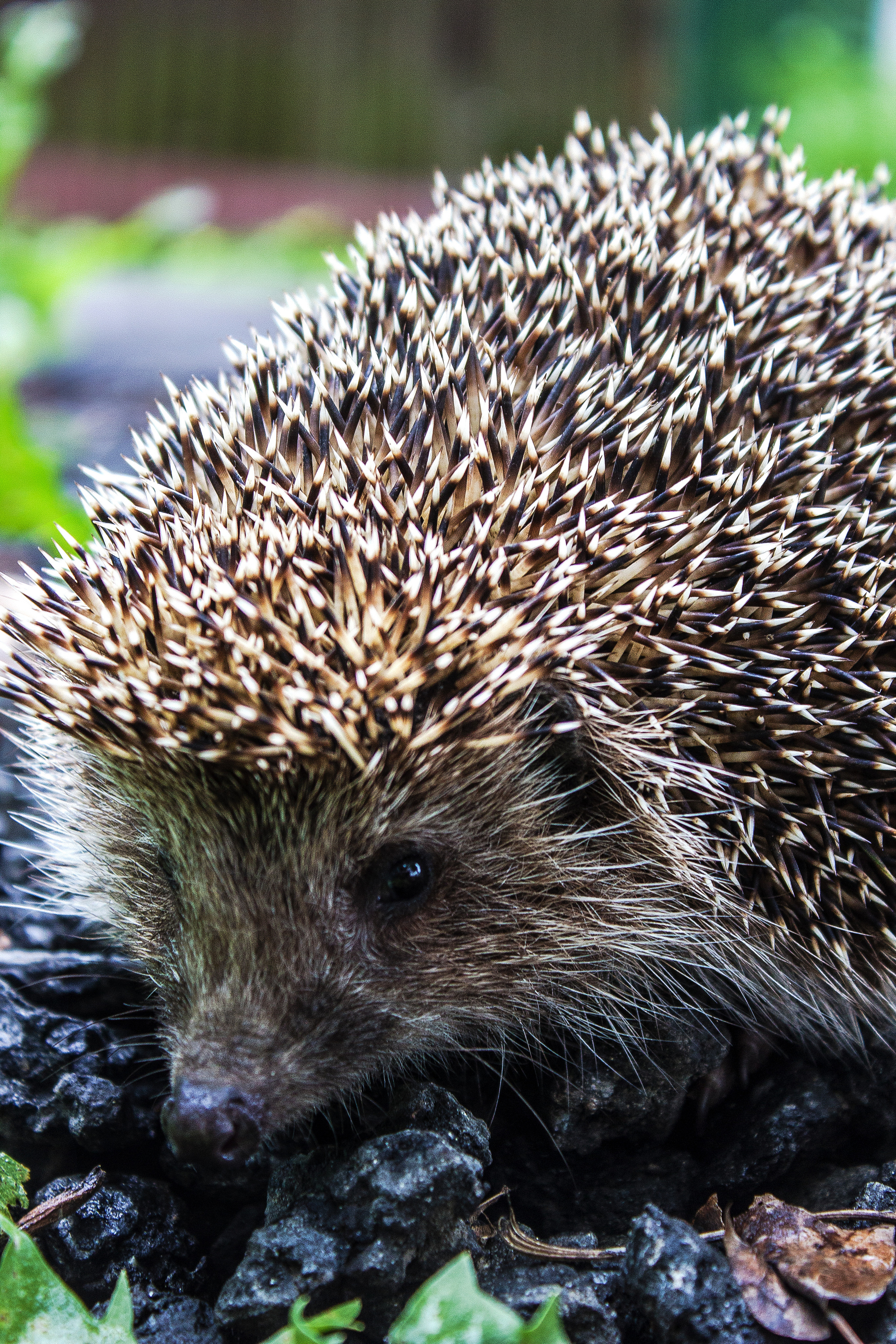 Животные. Обо всём