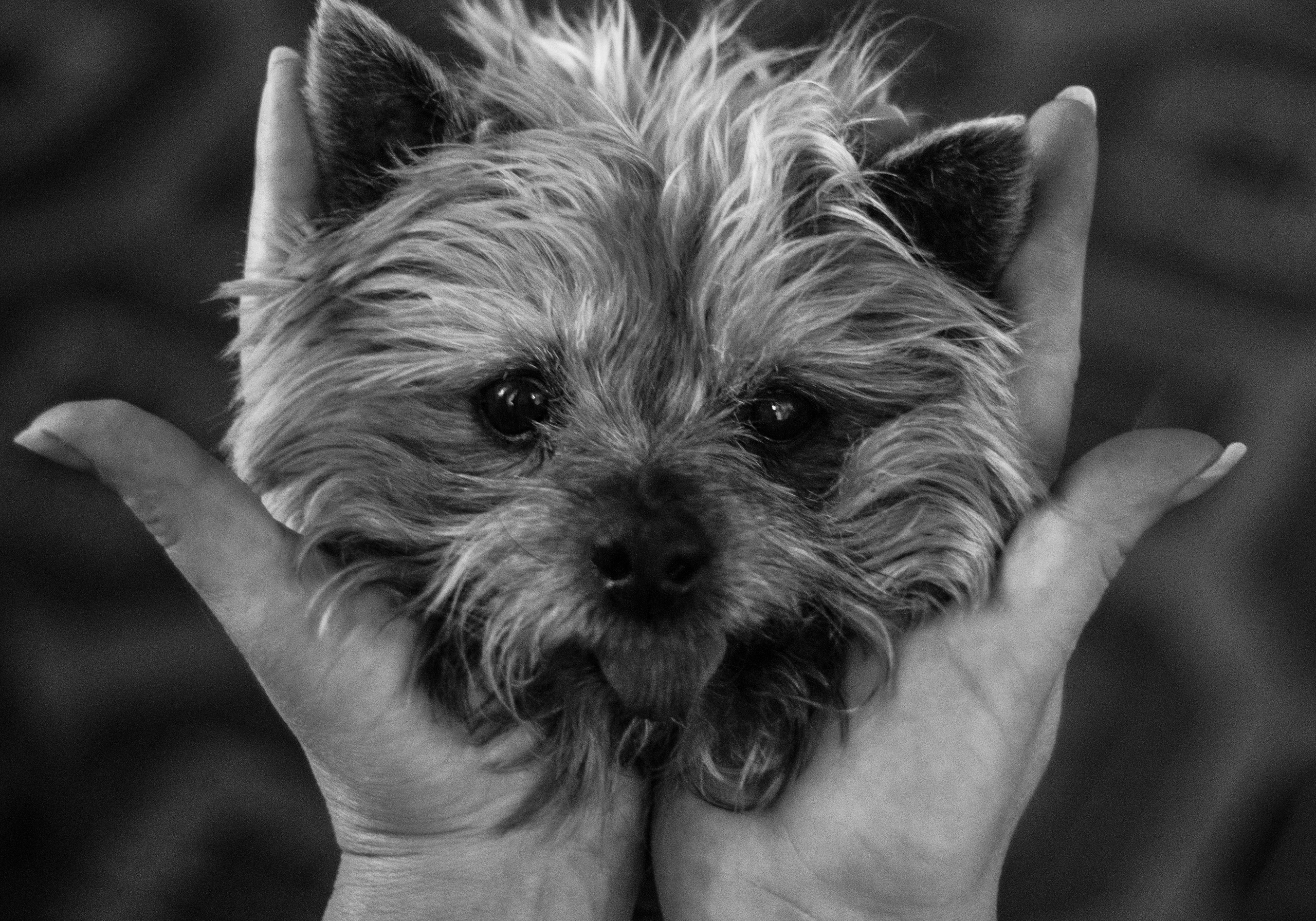 Чёрное белое. Обо всём