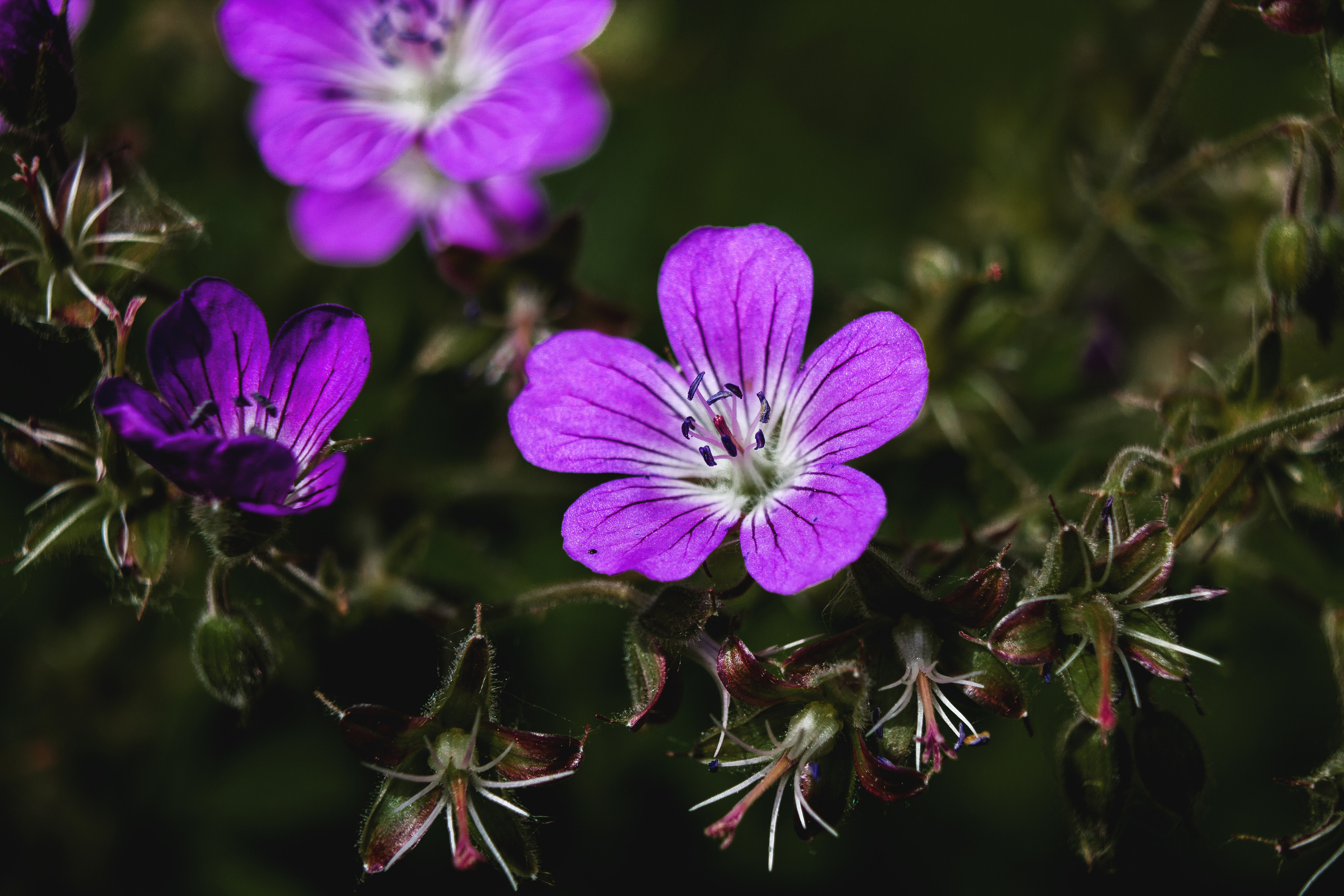 Природное. Обо всём