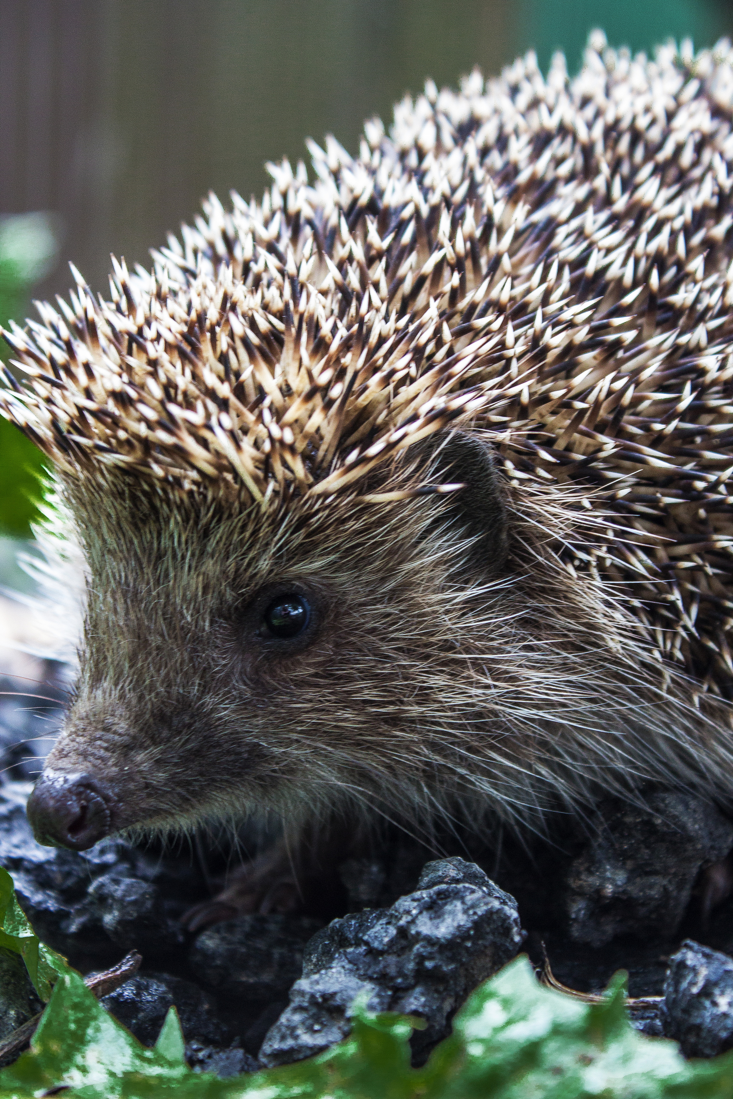 Животные. Обо всём