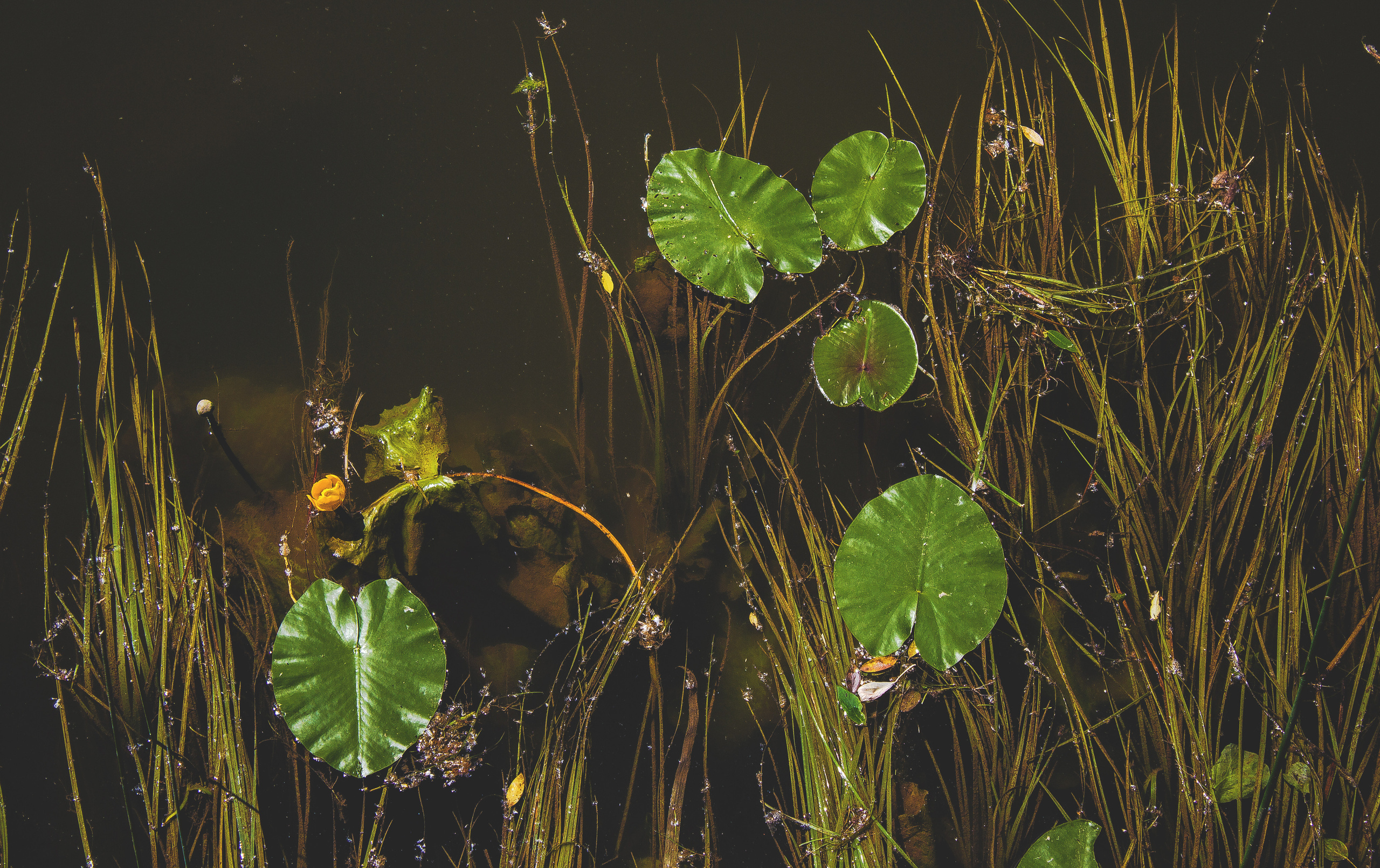 Природное. Обо всём