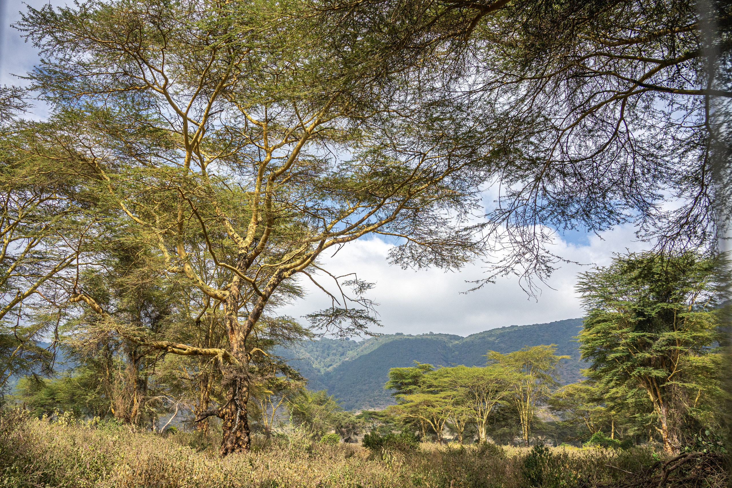 Танзания, сафари, 2025. Творческие сьемки