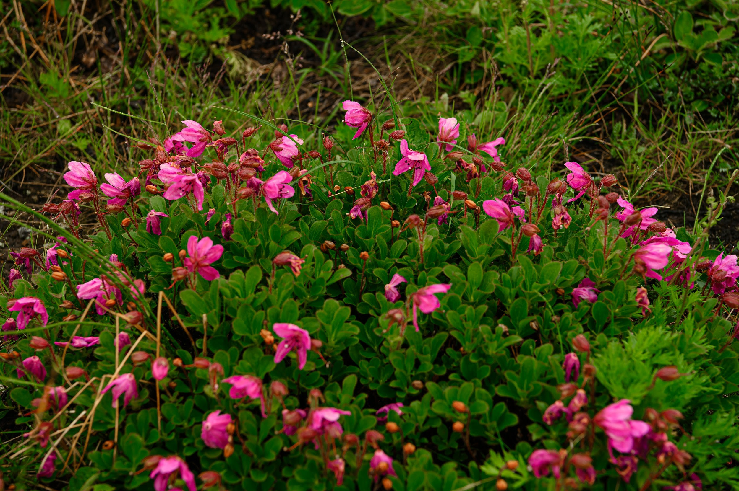 Камчатка 08.2024. Фотограф Марина Росси