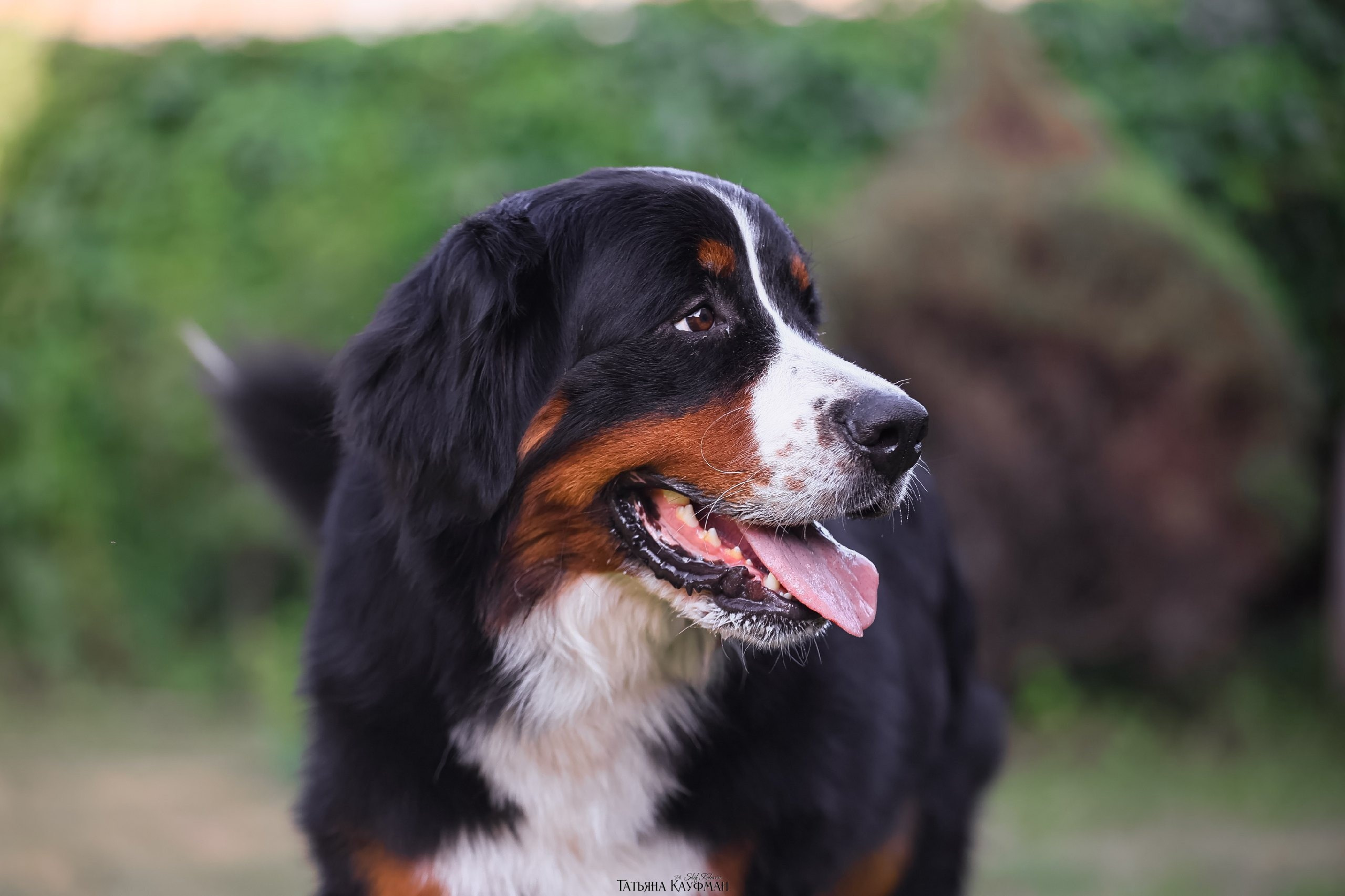 берн, бернский зенненхунд, собака в цветах, красивая собака, фотограф анималист, фотокурс Анималистика, научиться фотографировать собак, фотограф Новосибирск