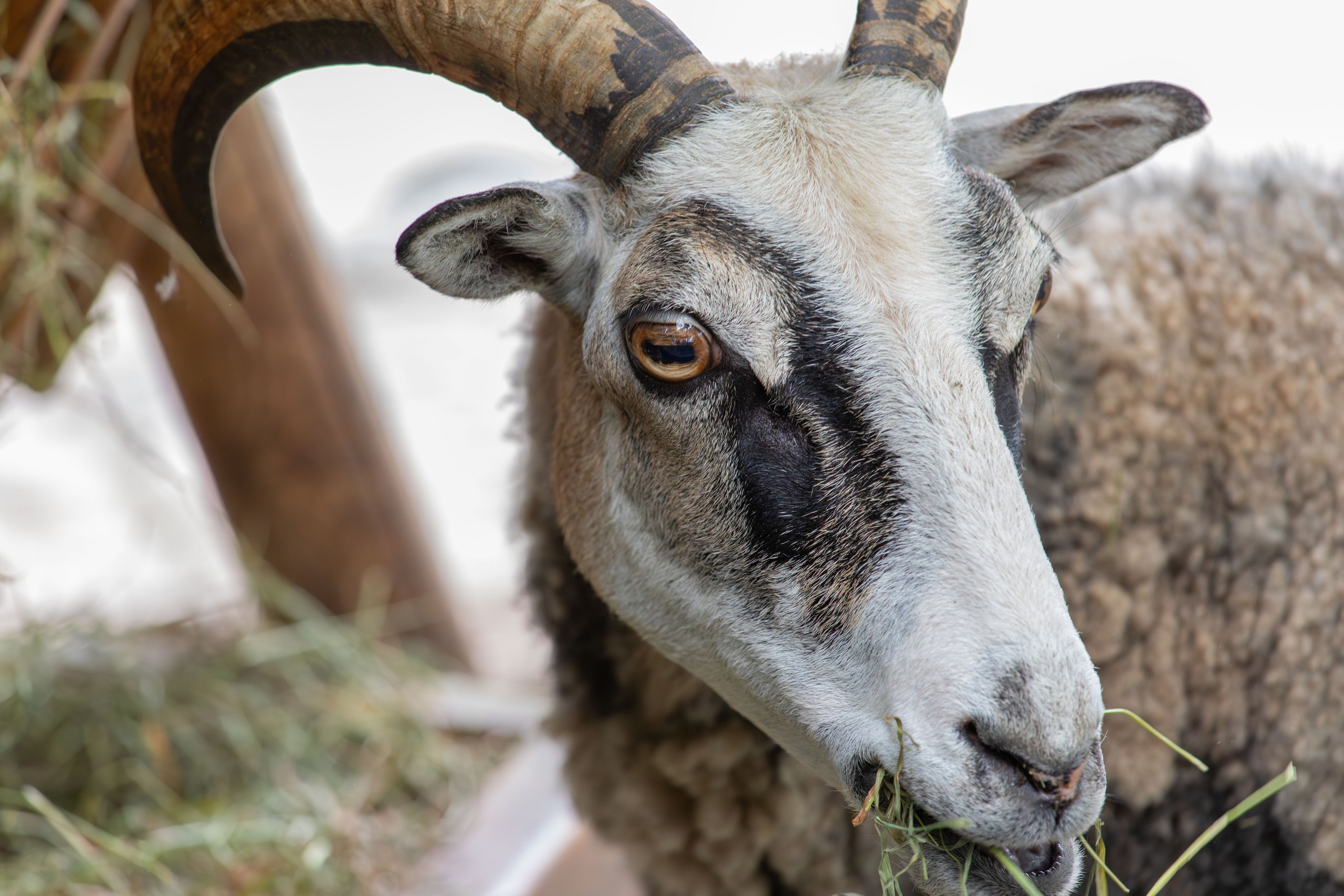 Sweden, Skansen. Воройская Анна