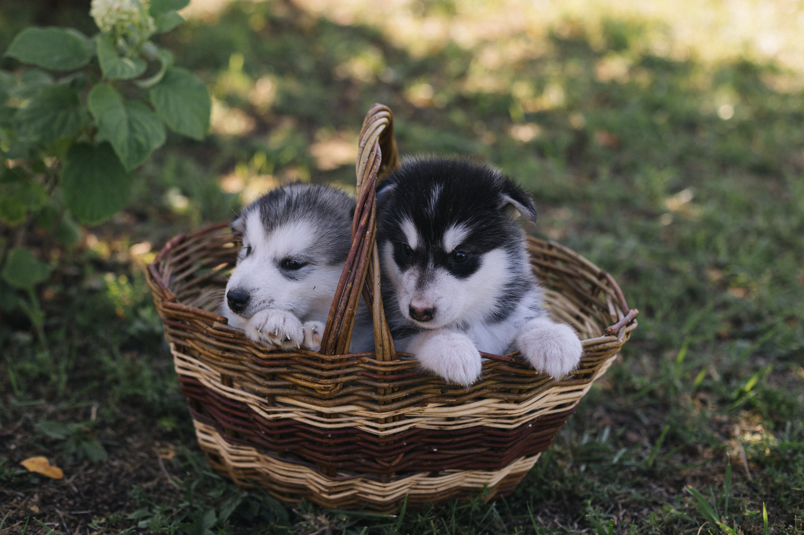 Дом, где живёт ЛЮБОВЬ. Свадебный фотограф в Ижевске Диля Ахмадишина
