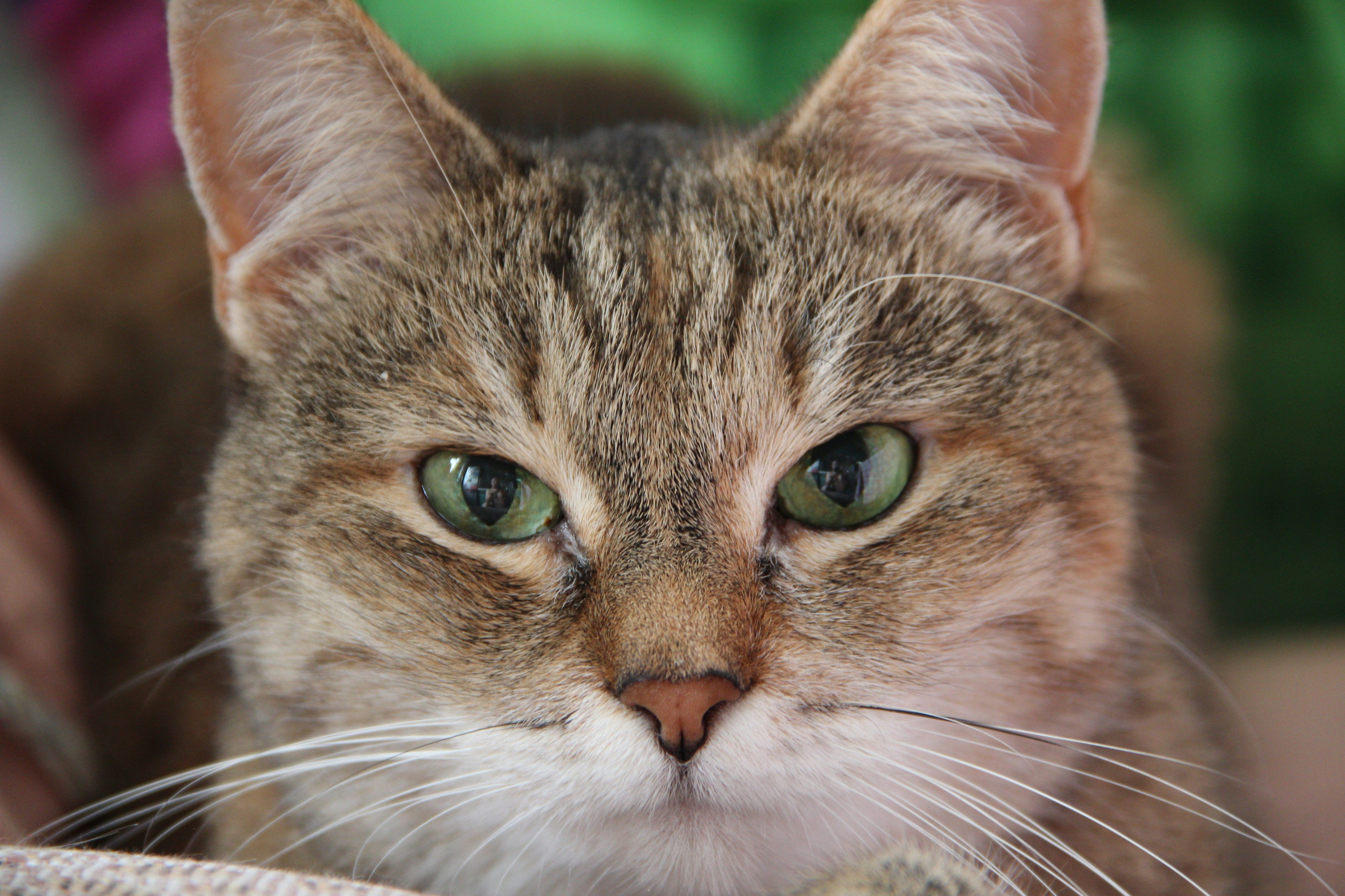 Природа. Животные. Фотограф в Санкт-Петербурге Александр Костюнин