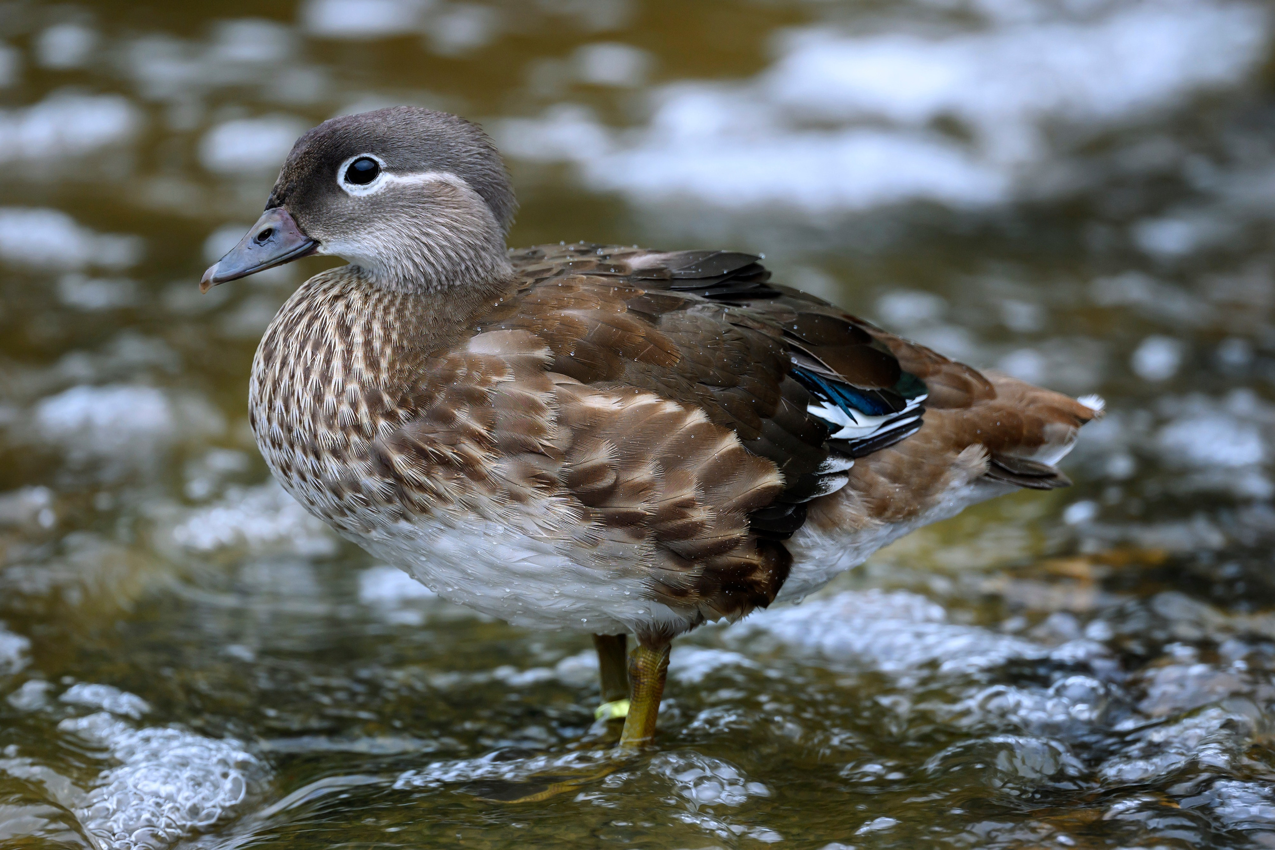 Красавки, цапли, утки: Парк Ближняя дача. Wildlife photography by Sergey Puponin