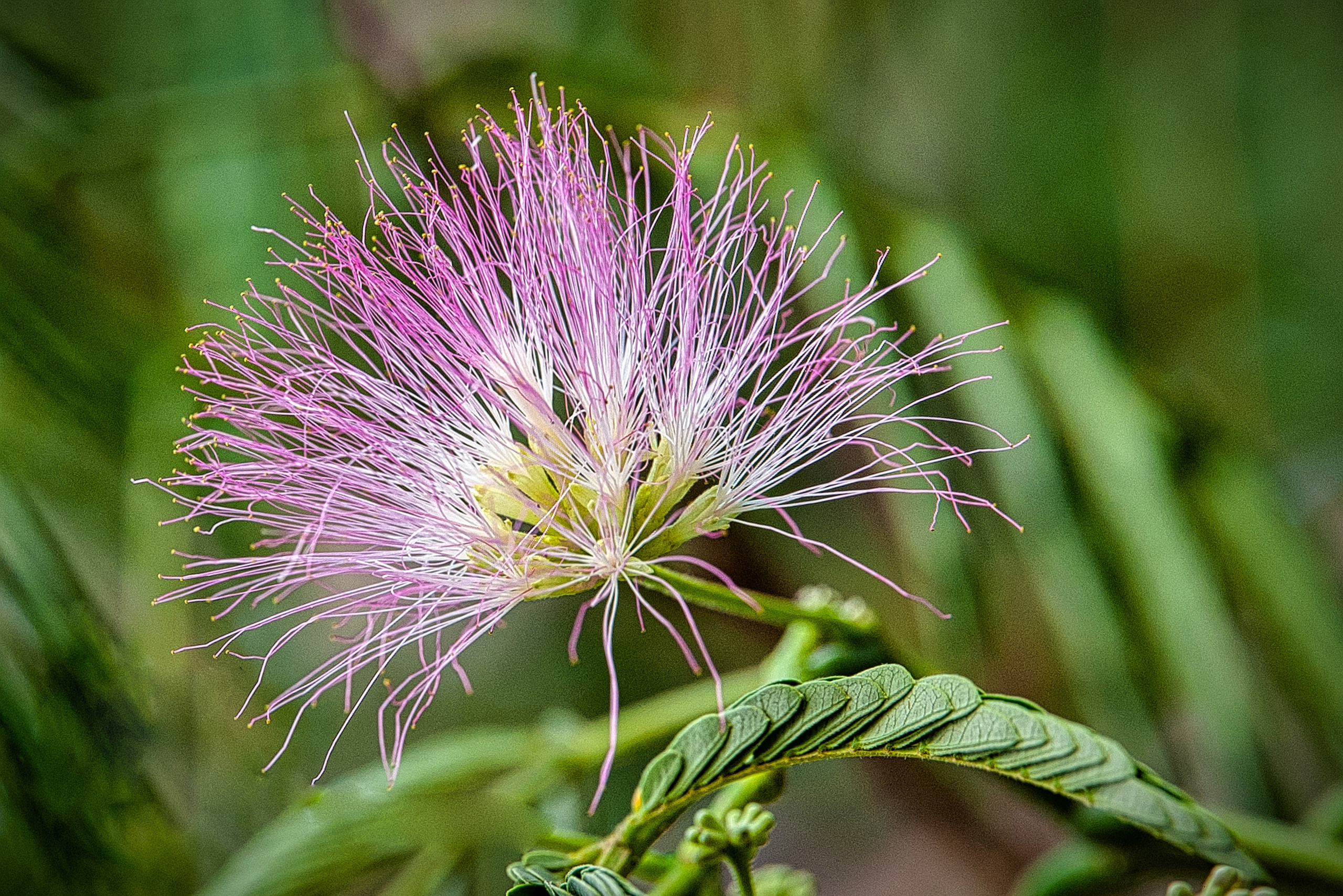 Весна. FotoGraf