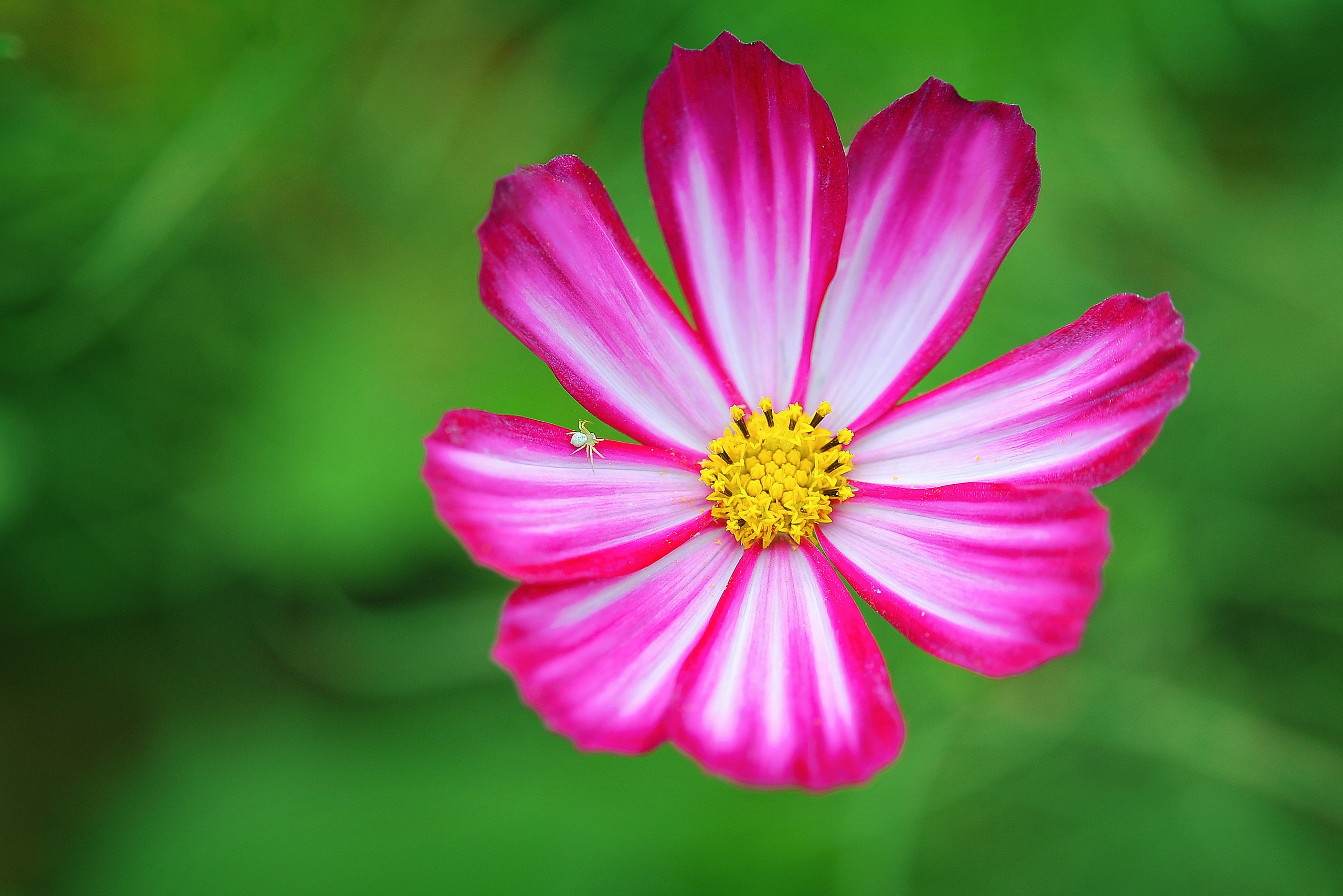 Предметная фотография. FotoGraf