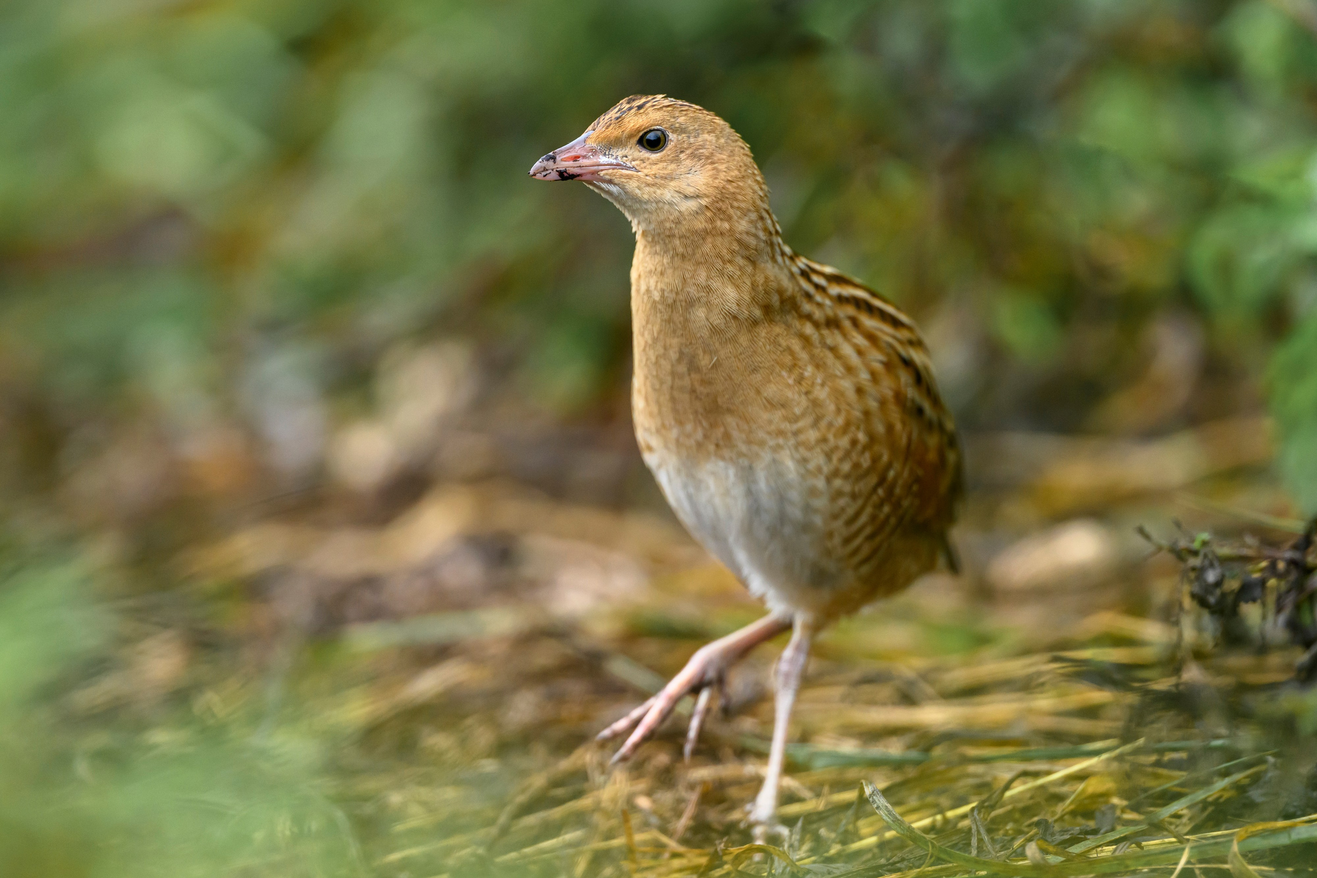 Коростель, кукушка, каменка. Wildlife photography by Sergey Puponin