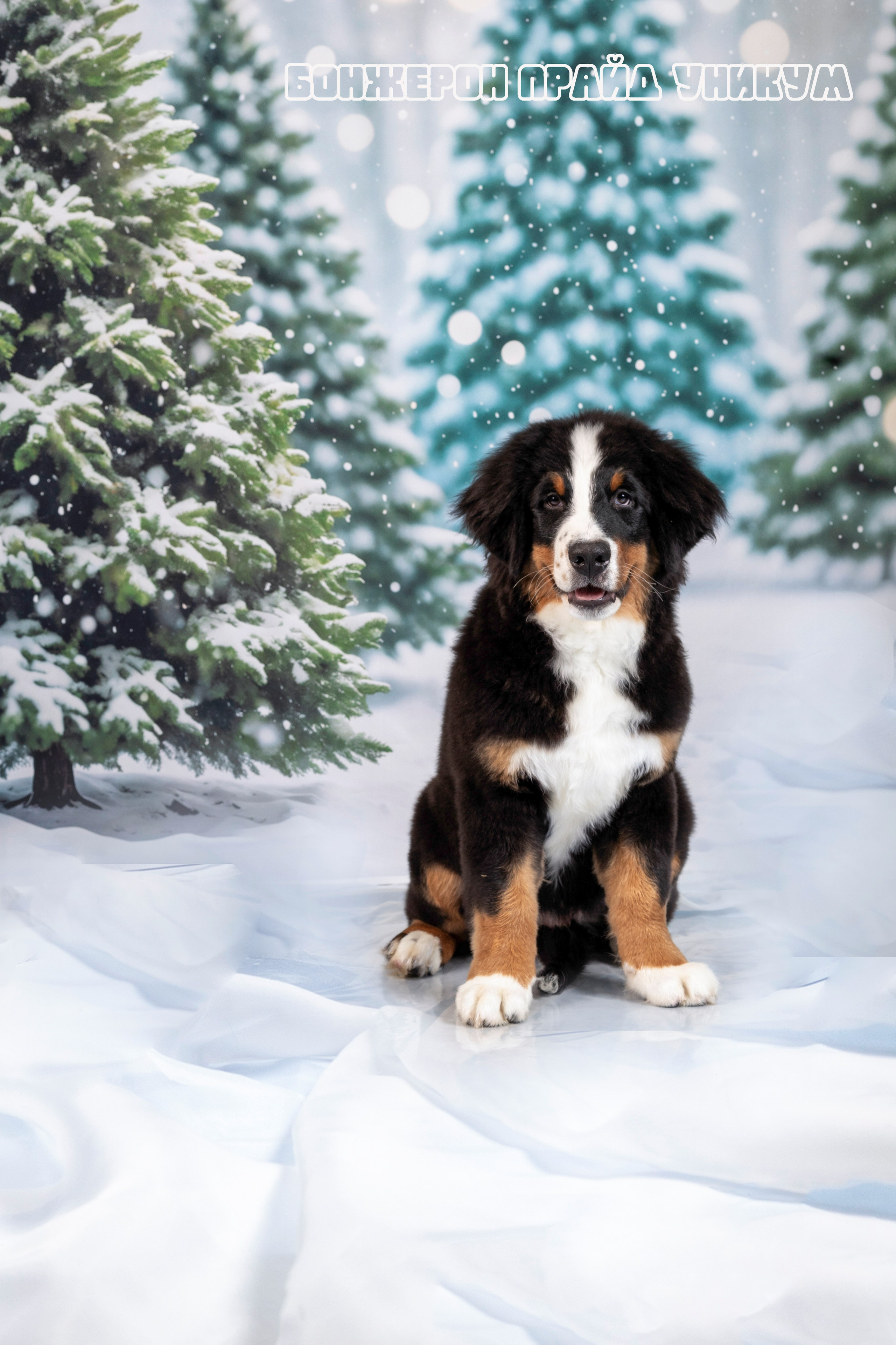 Бонжерон прайд. Фотограф 📸 семейный, предметный, репортажный