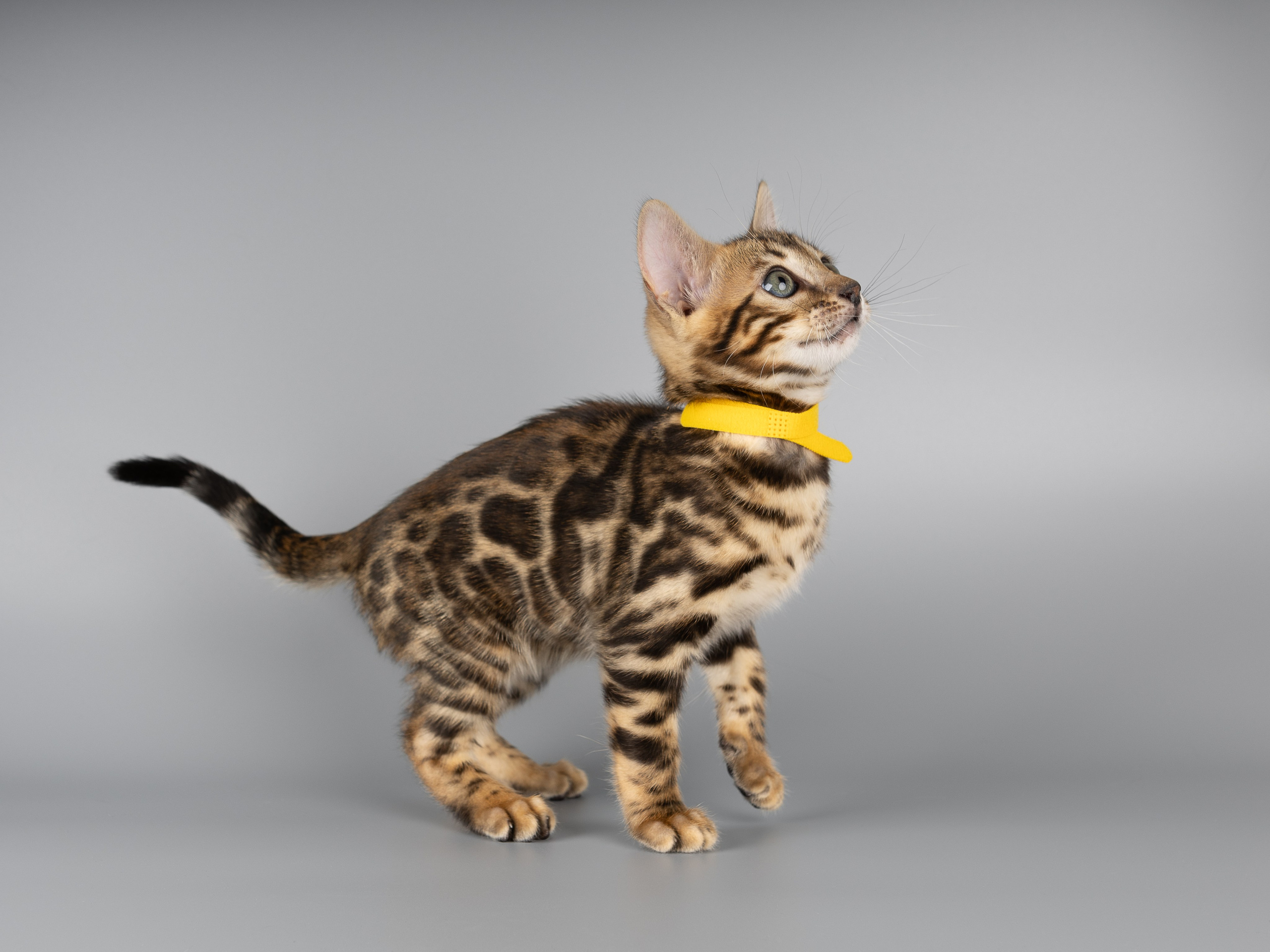 Бенгальские котята (студия). Фотограф-анималист в Москве, МО и Владимире