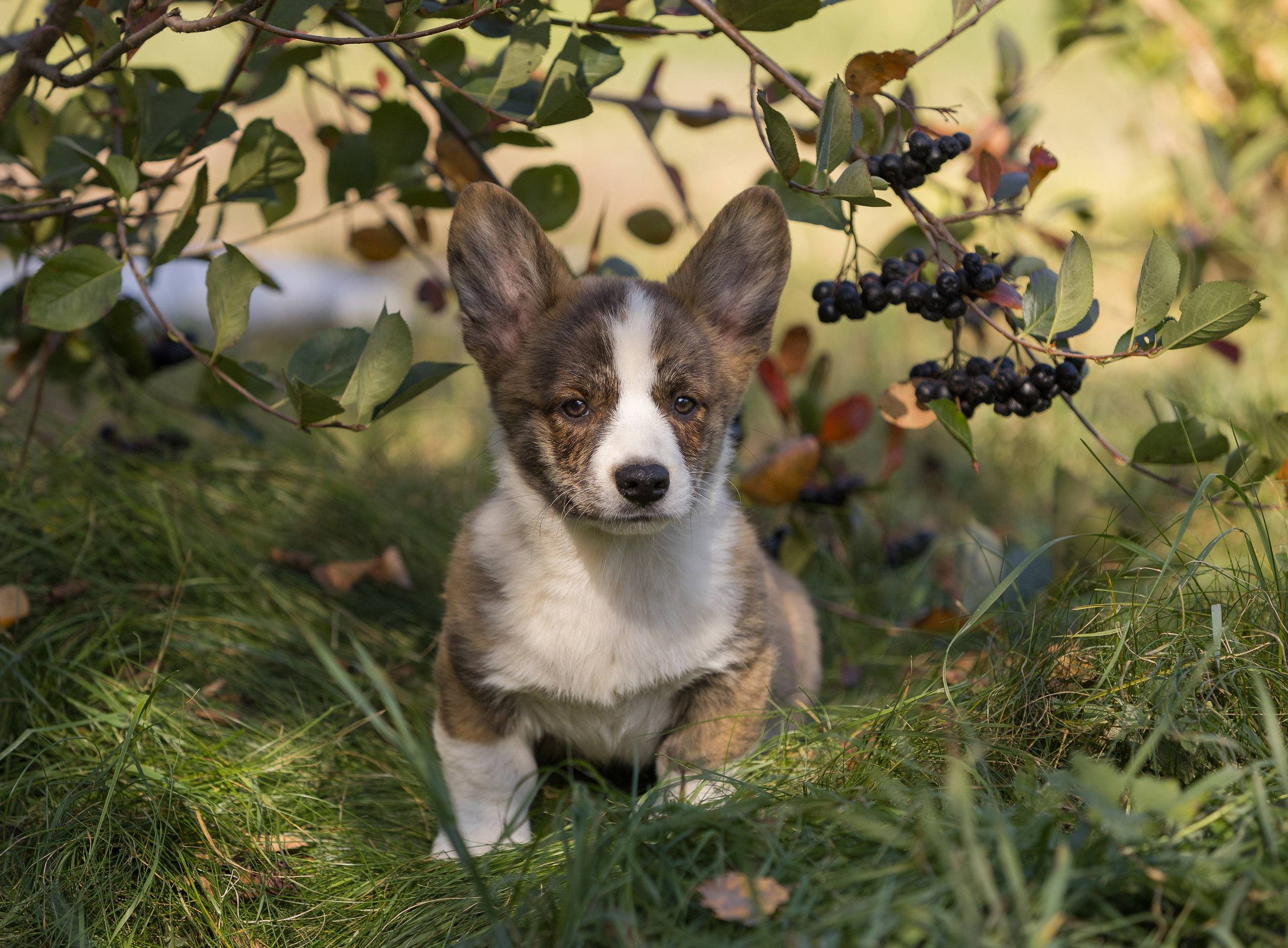 Корги (фотопрогулка). Фотограф-анималист в Москве, МО и Владимире